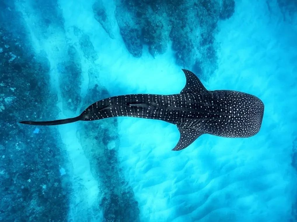 A spotted whale shark swimming in clear blue ocean water near a coral reef.