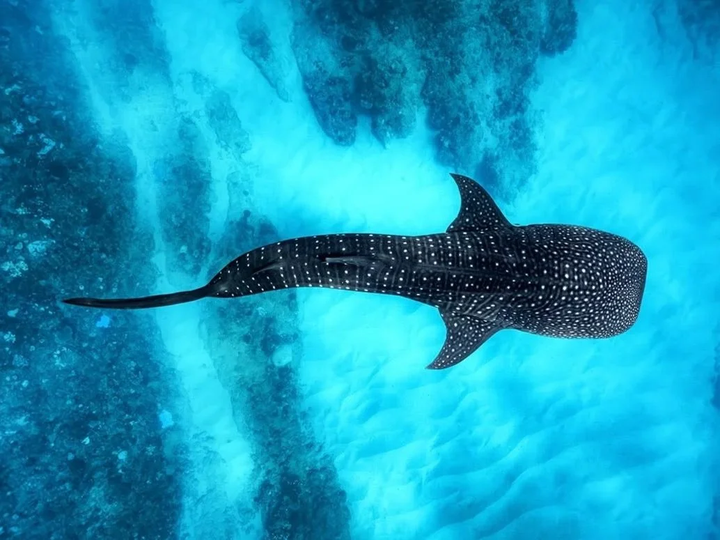 A whale shark swimming underwater with a dark body covered in white spots and a long, slender tail.