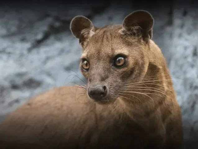 Close-up of a mountain lion with a rocky background.