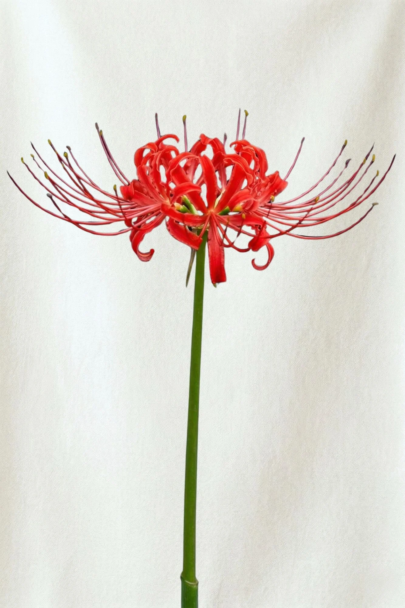 A single red and pink spider lily flower with long, thin petals and prominent stamens against a plain, light background.