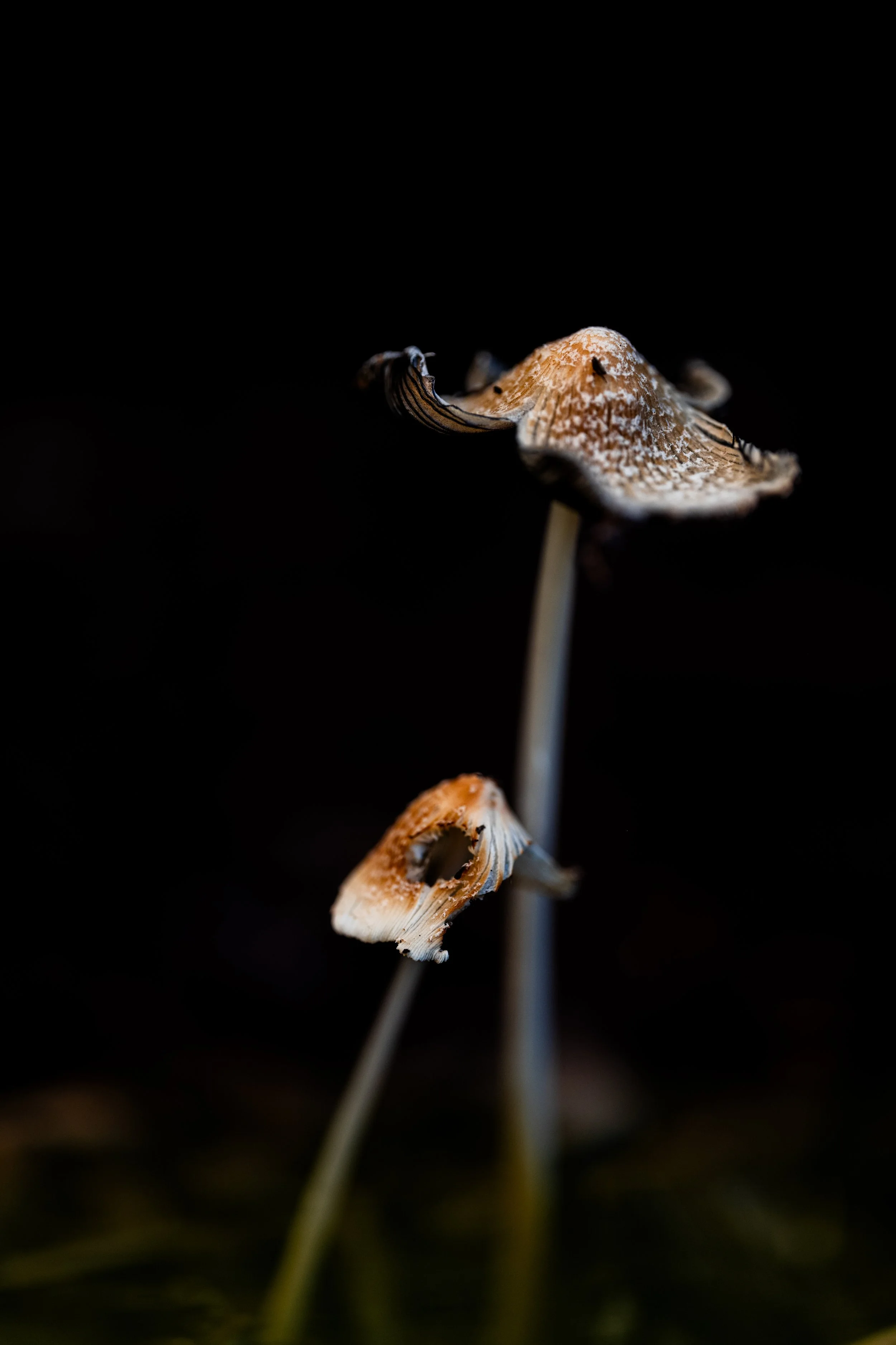 Mushroom Sunrise-9.jpg