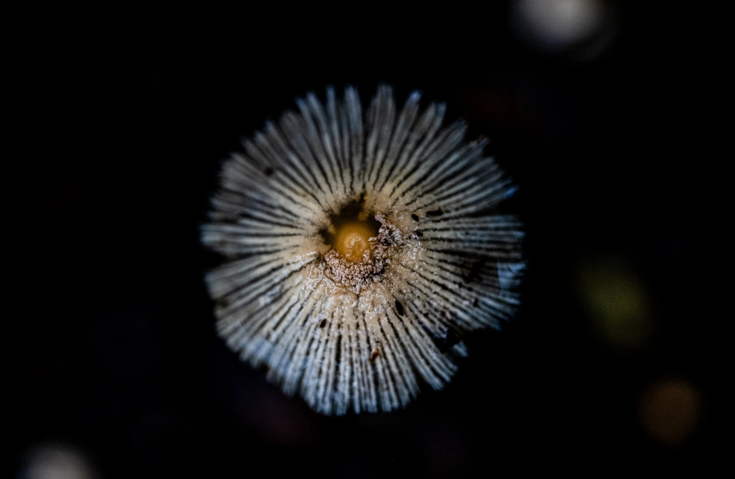Mushrooms After A Storm-8.jpg