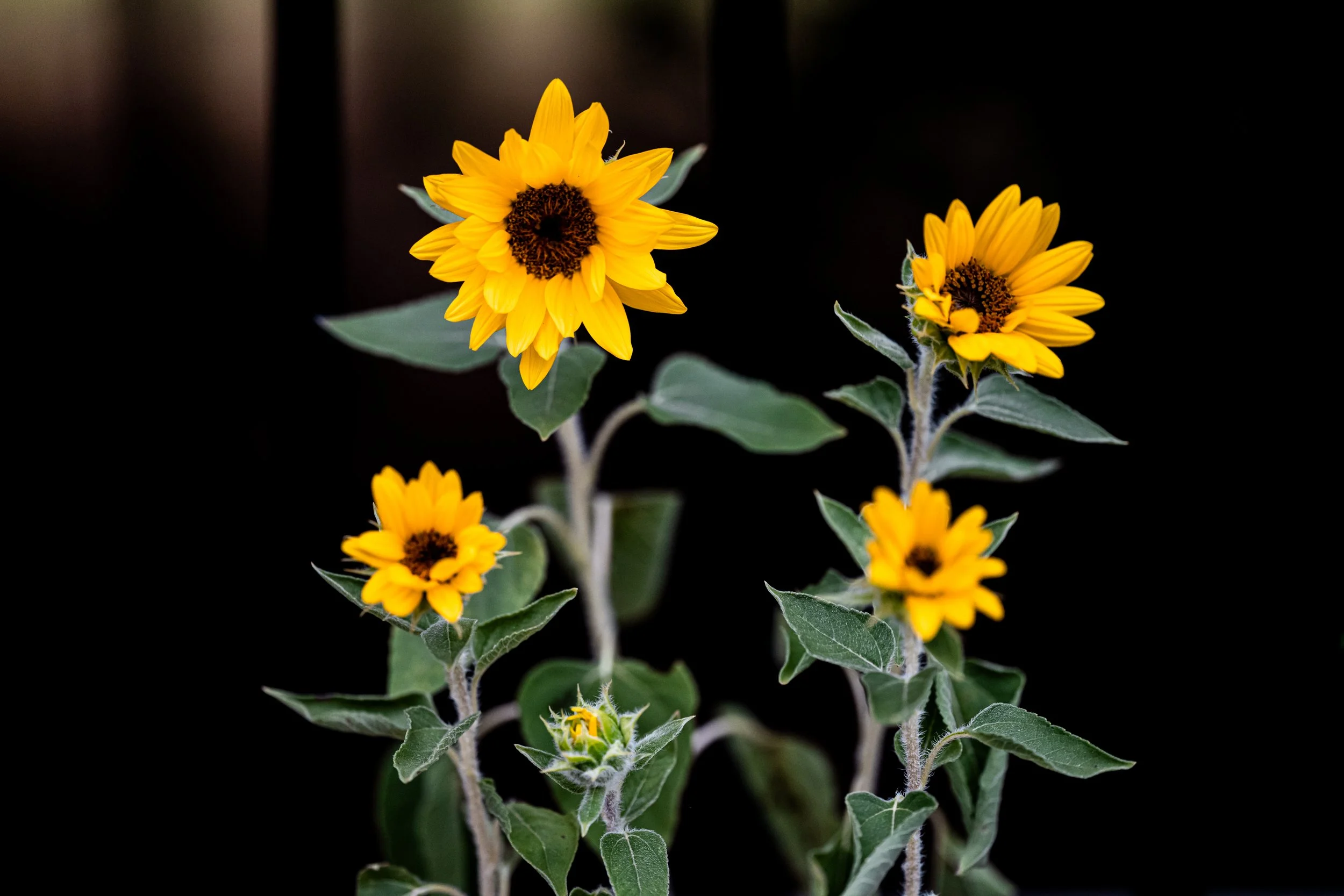 Sunflowers 8-1-26-2.jpg