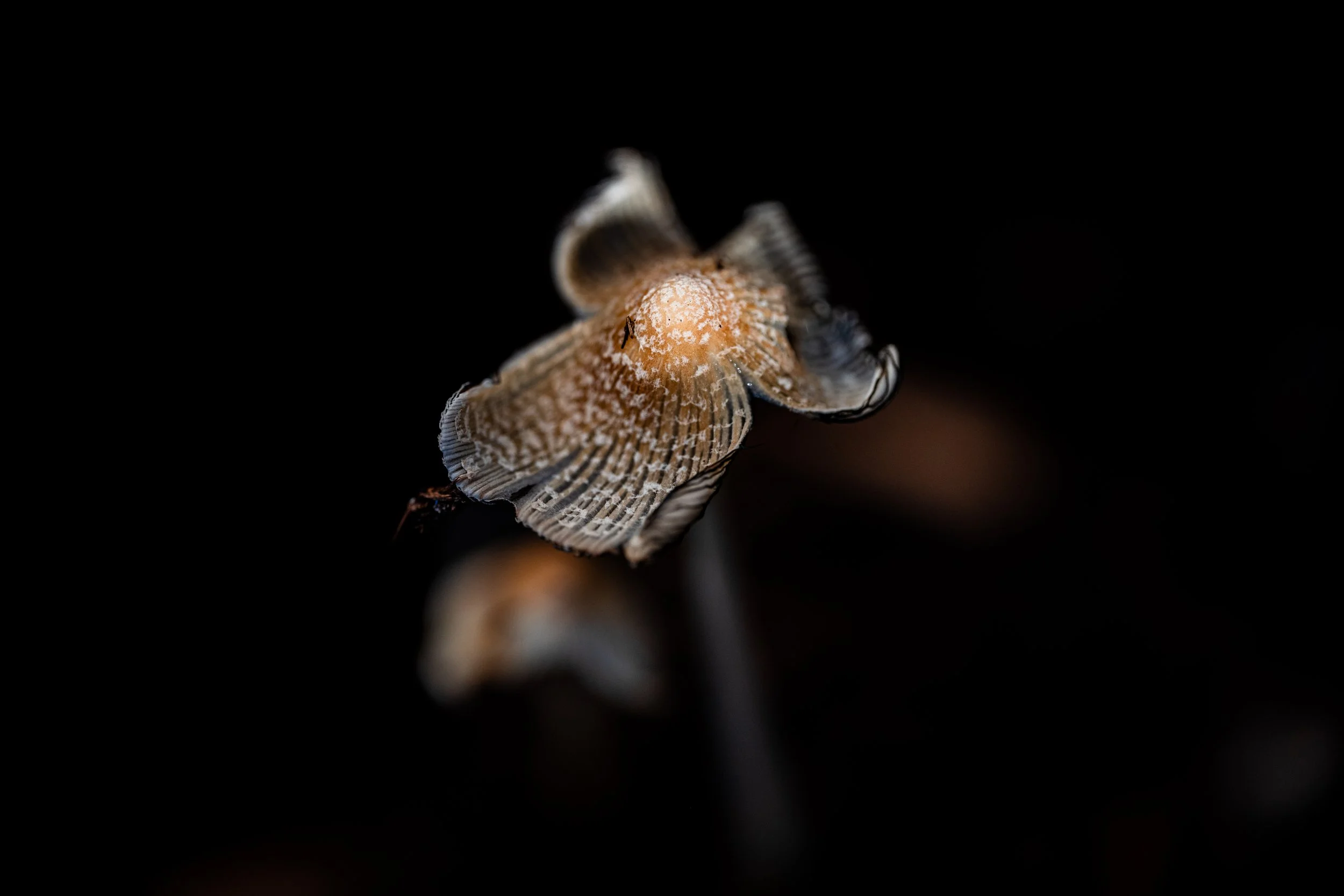Mushroom Sunrise-18.jpg