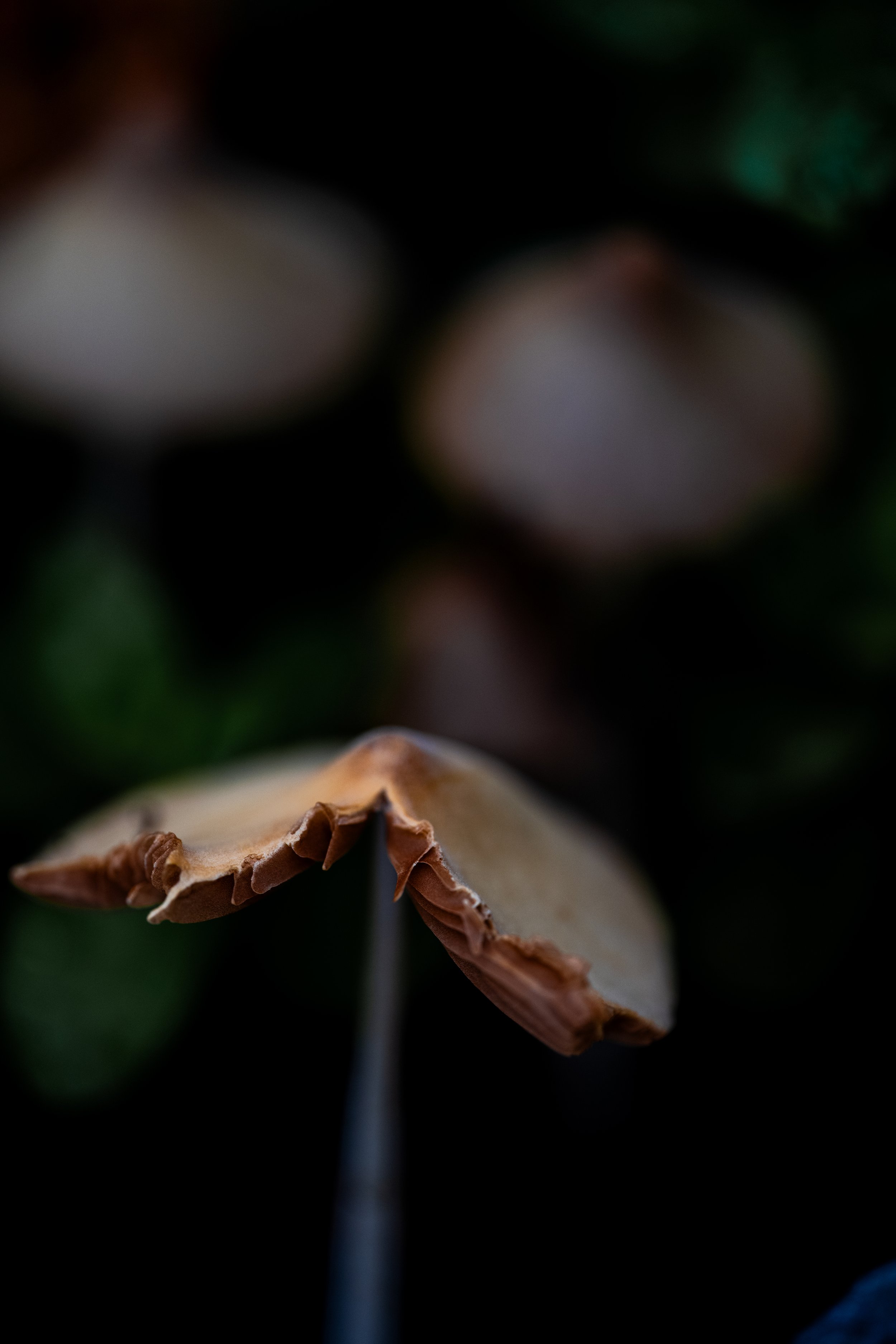 Mushroom 7-16-26-1.jpg