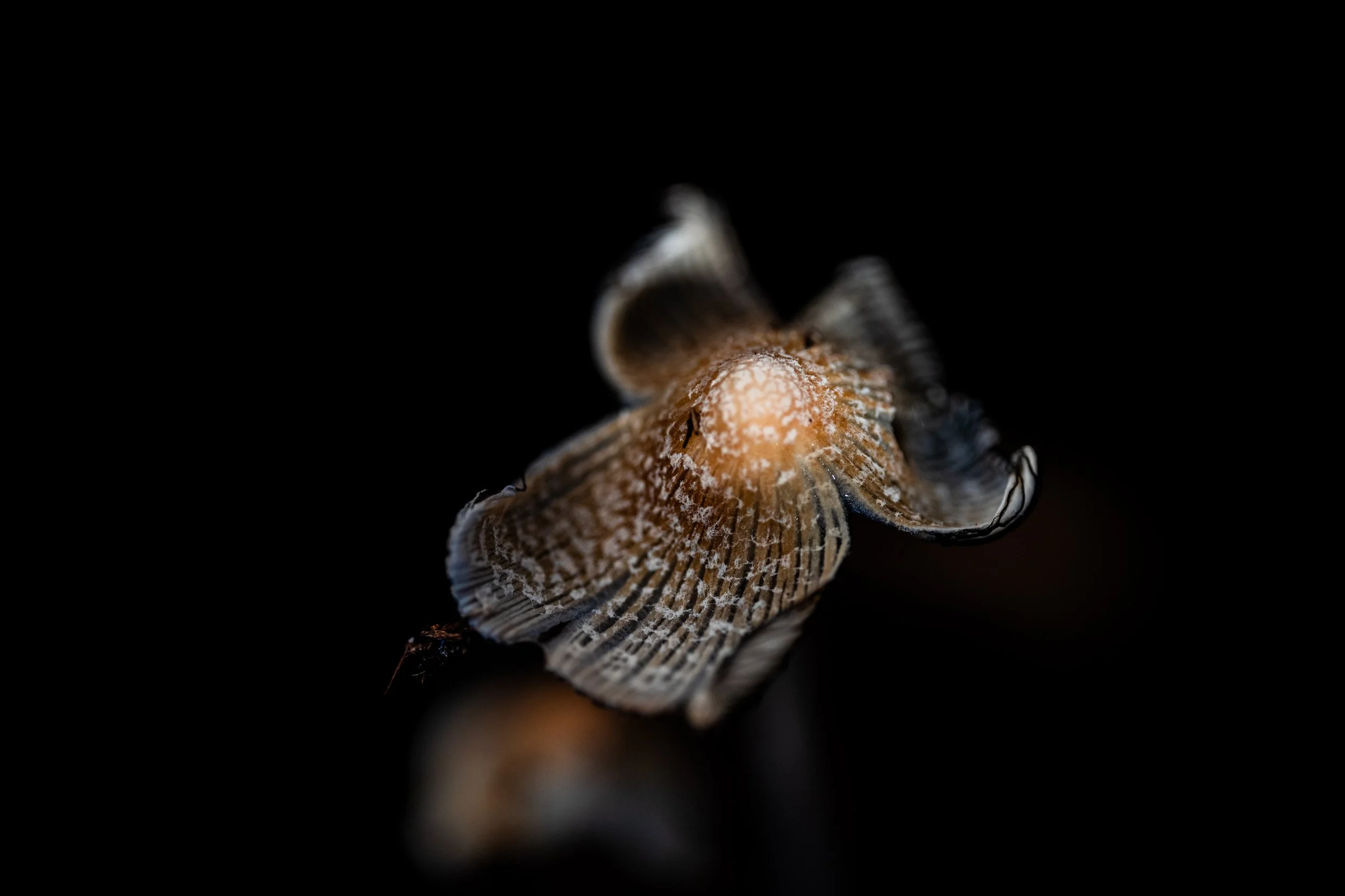 Mushroom Sunrise-19.jpg