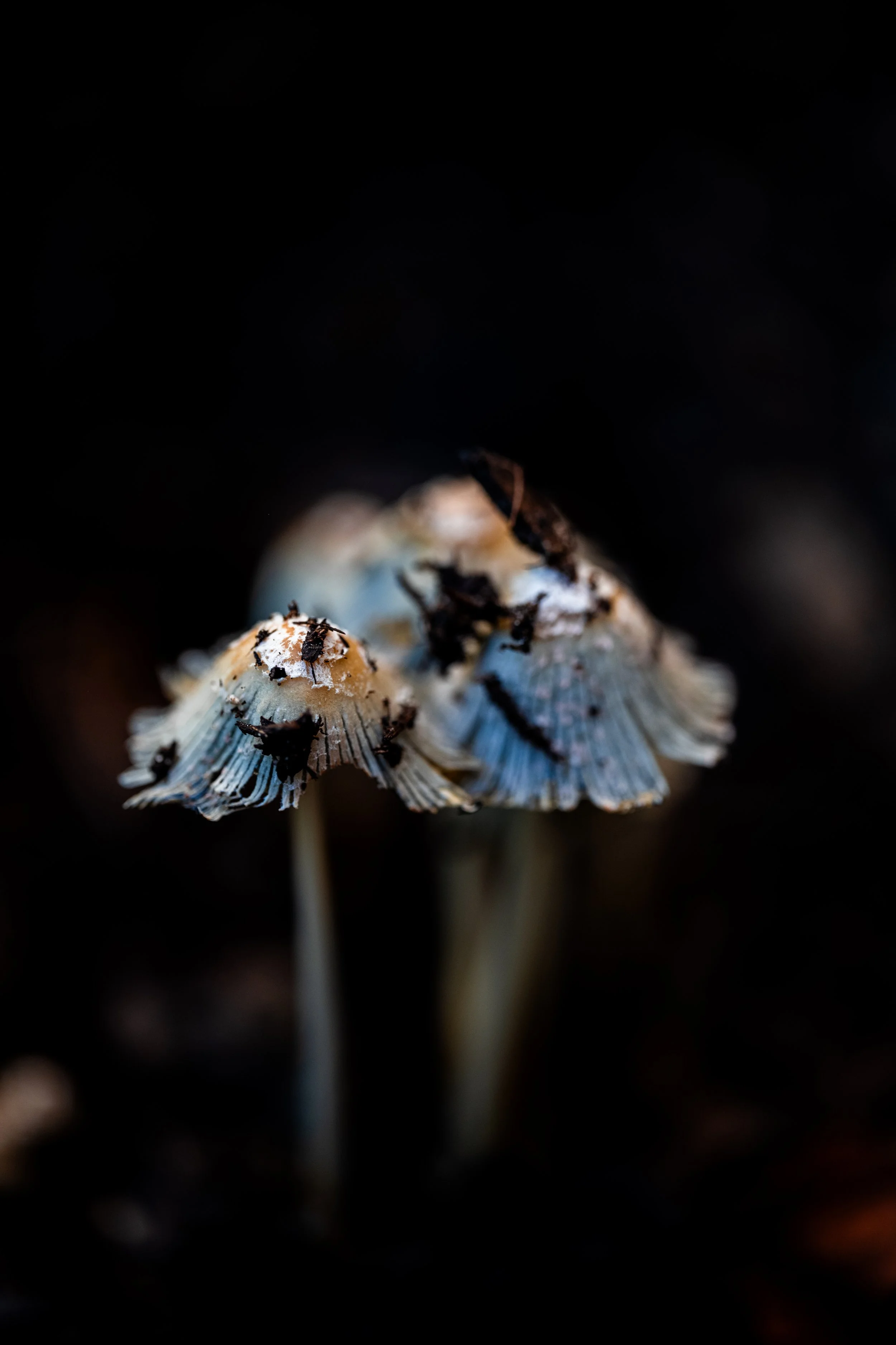 Mushroom Sunrise-12.jpg