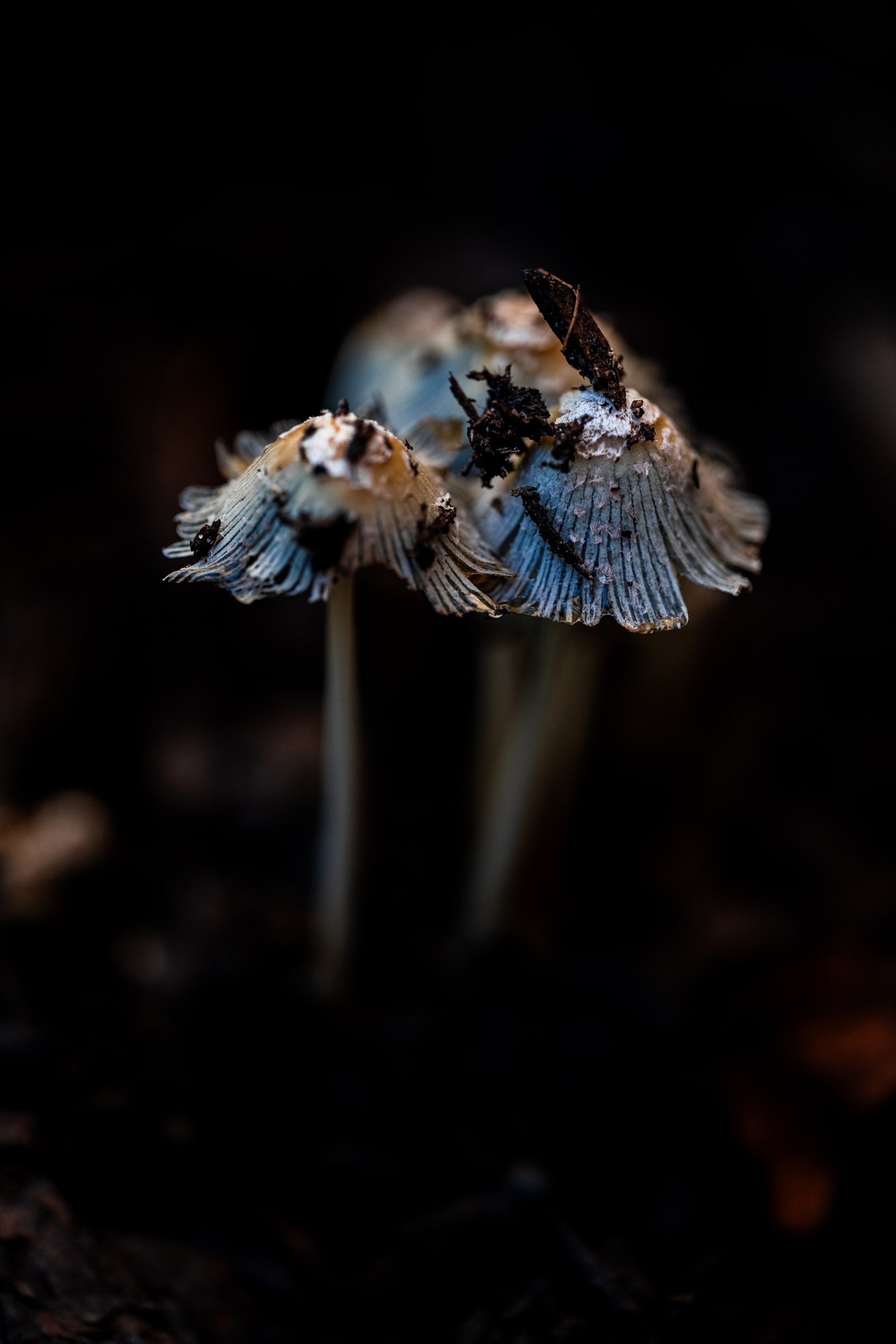 Mushroom Sunrise-17.jpg