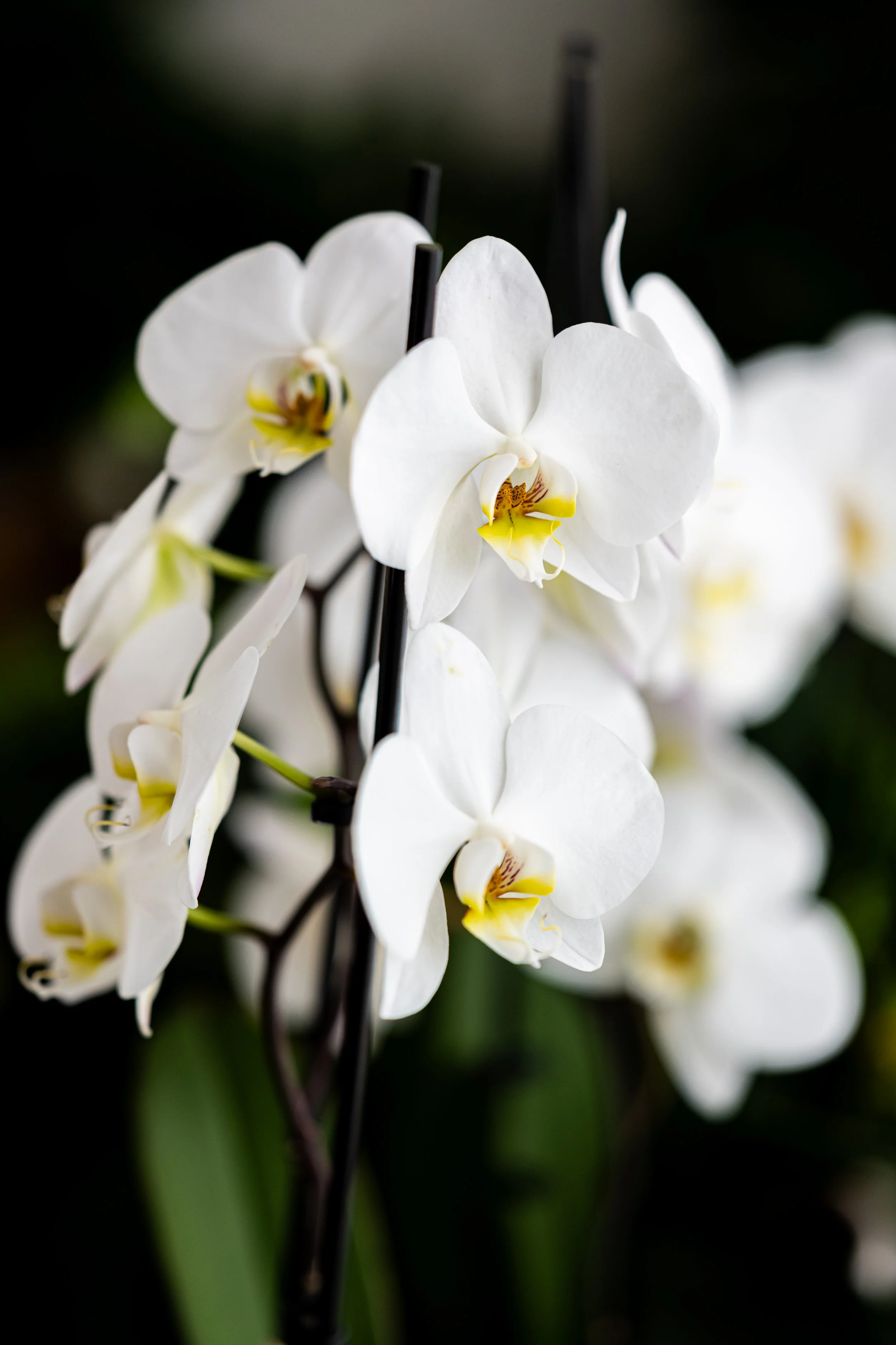 Orchid-2.jpg