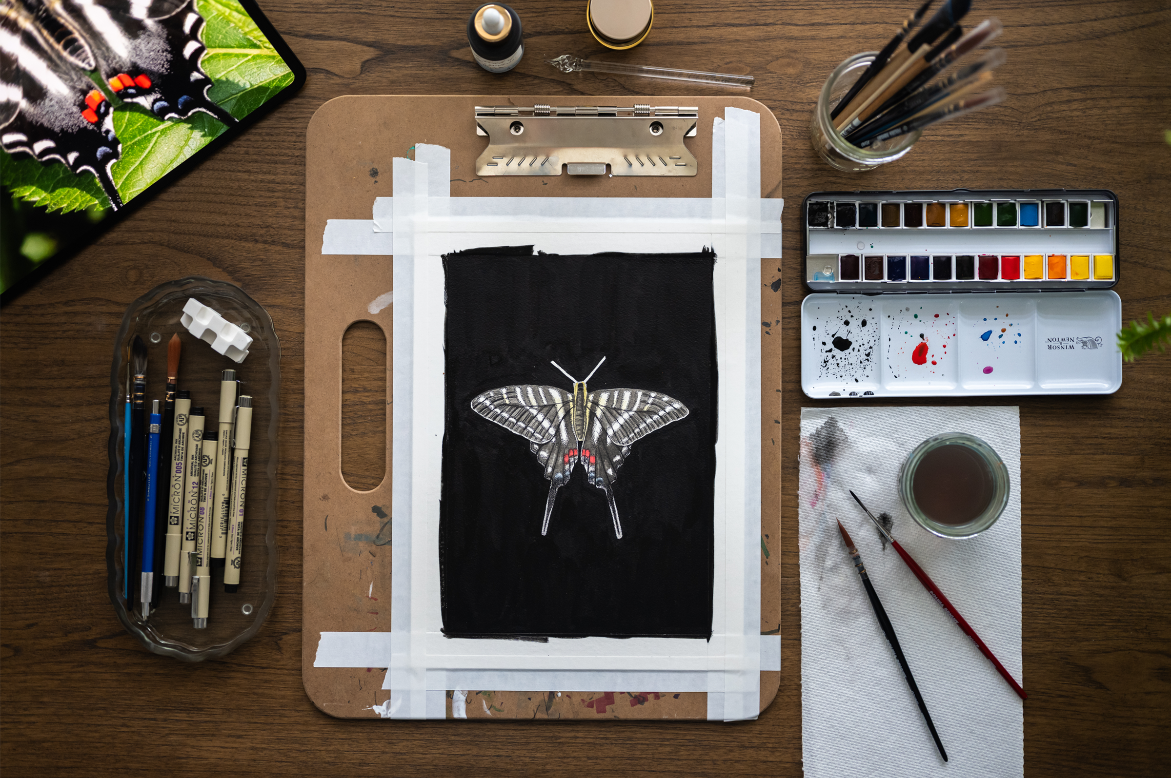Website - Zebra Swallowtail Progress.png