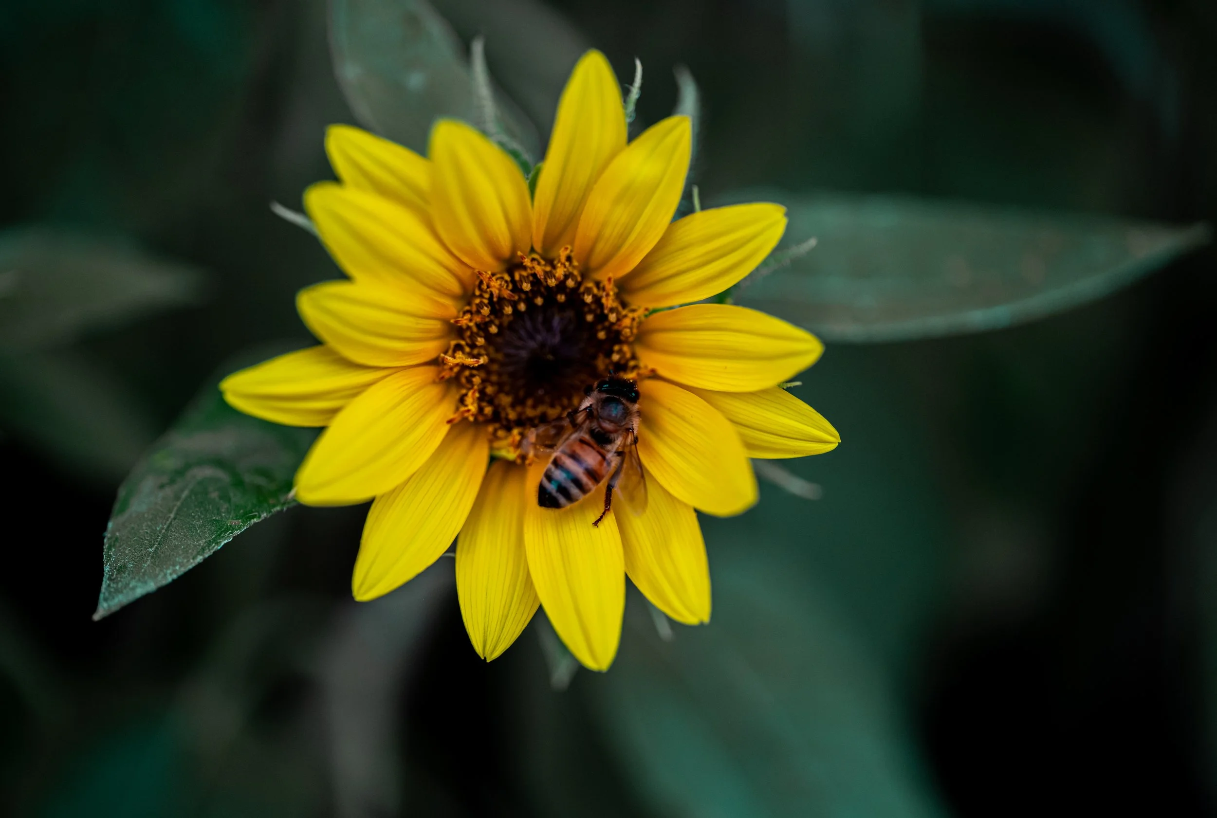Sunflower 7-25-26-6.jpg