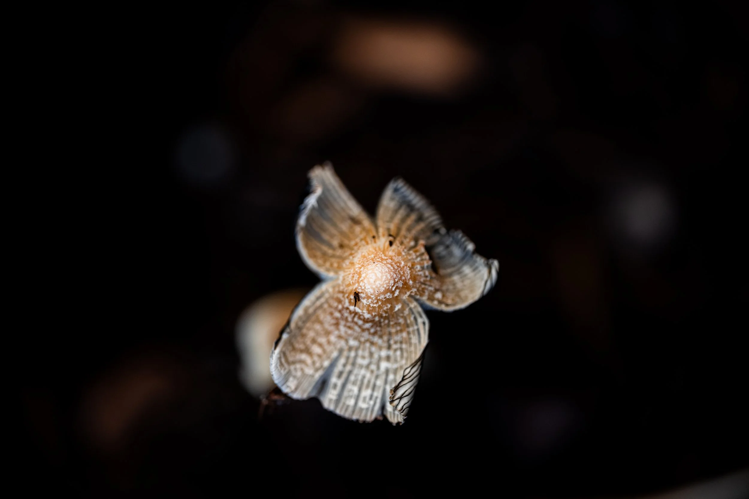 Mushroom Sunrise-1.jpg
