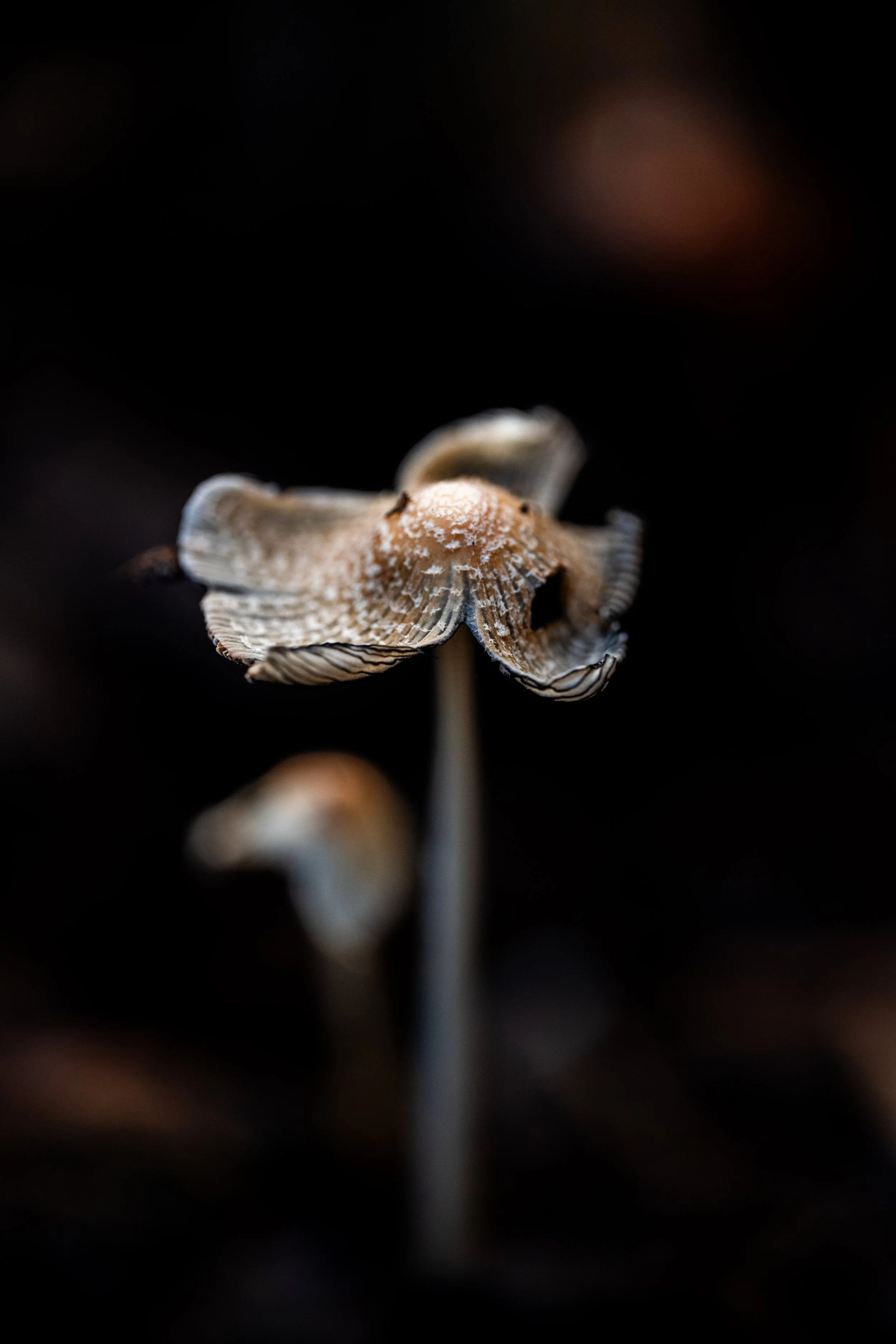 Mushroom Sunrise-15.jpg