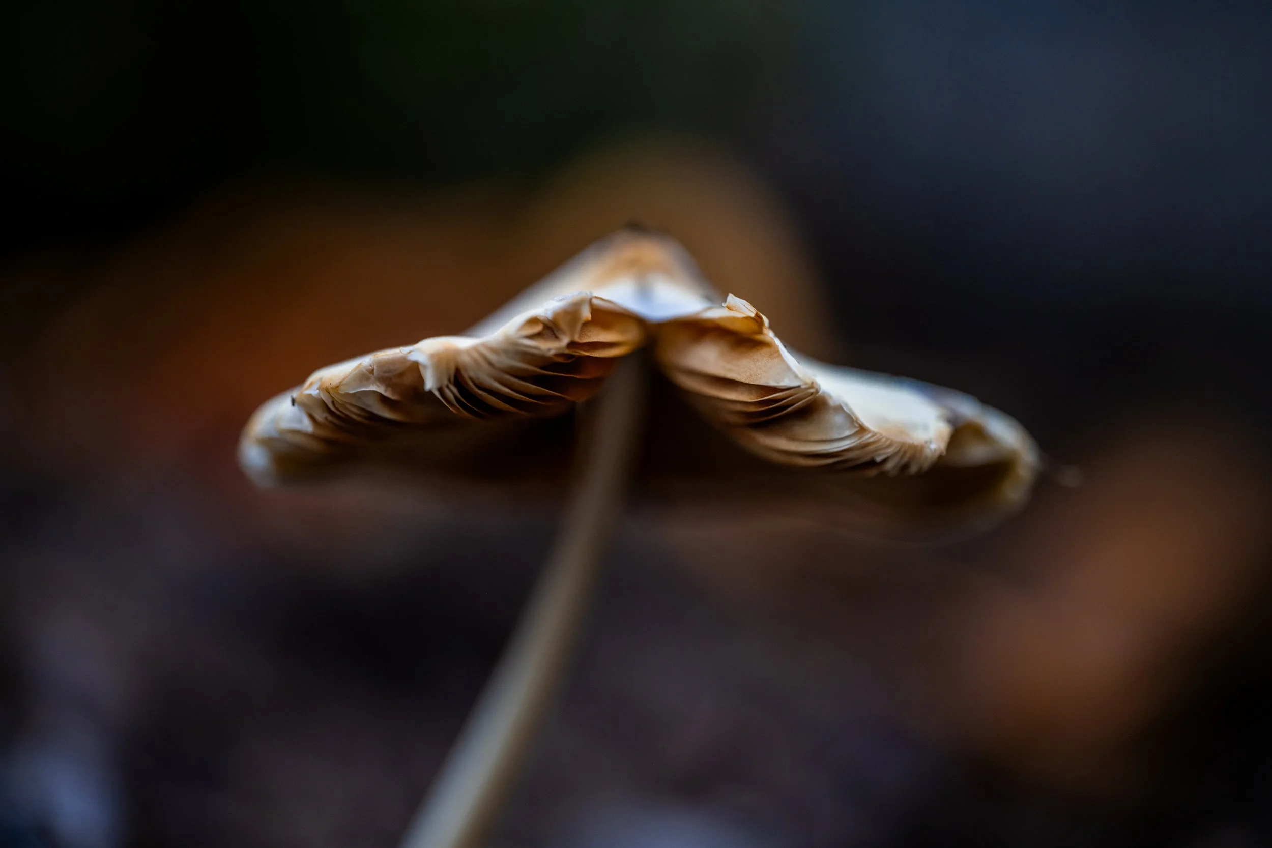 Mushroom 7-25-26-1.jpg