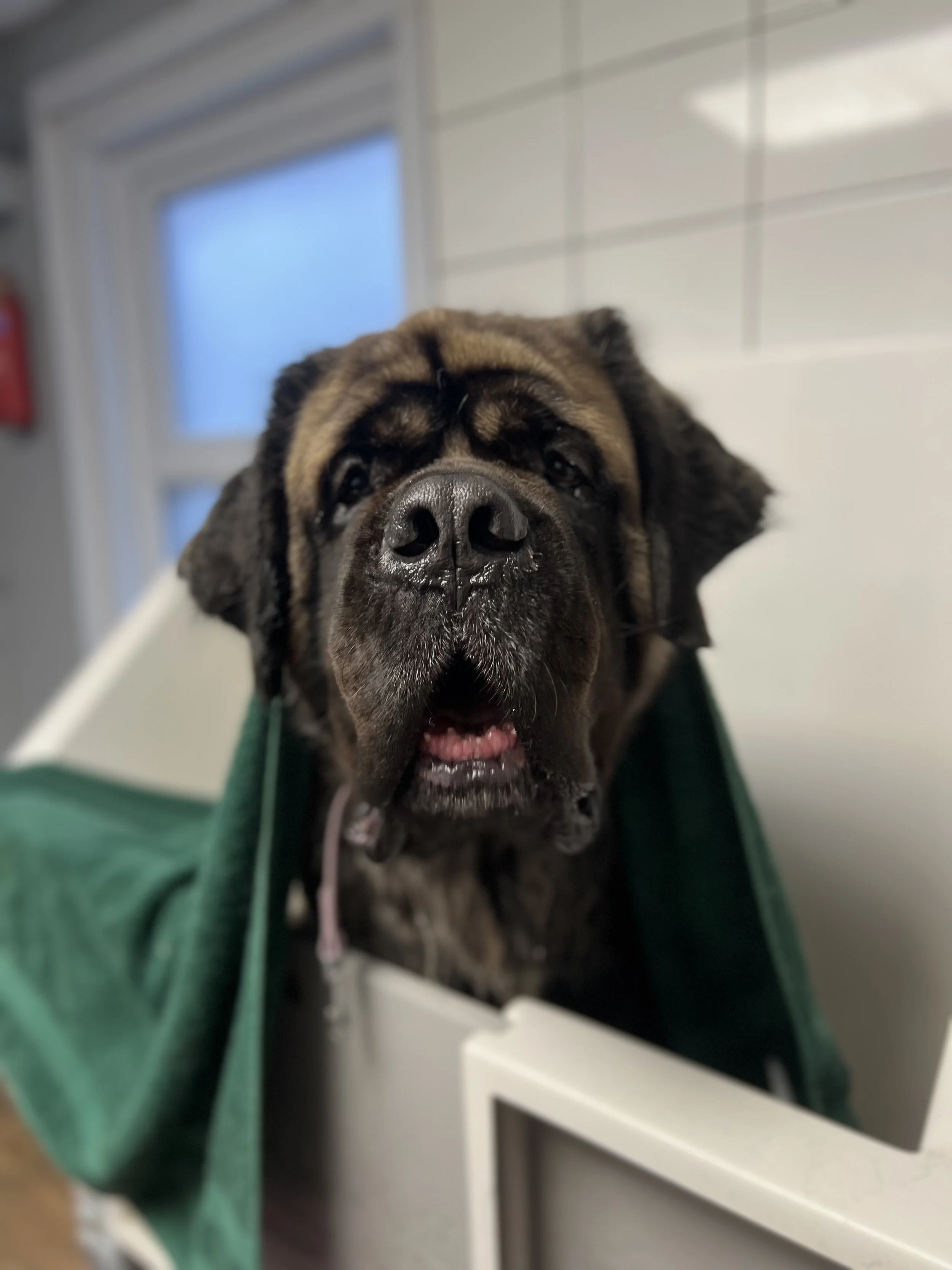 A happy dog after a grooming session at Botanical Bark Dog Grooming Spa, Hemel Hempstead