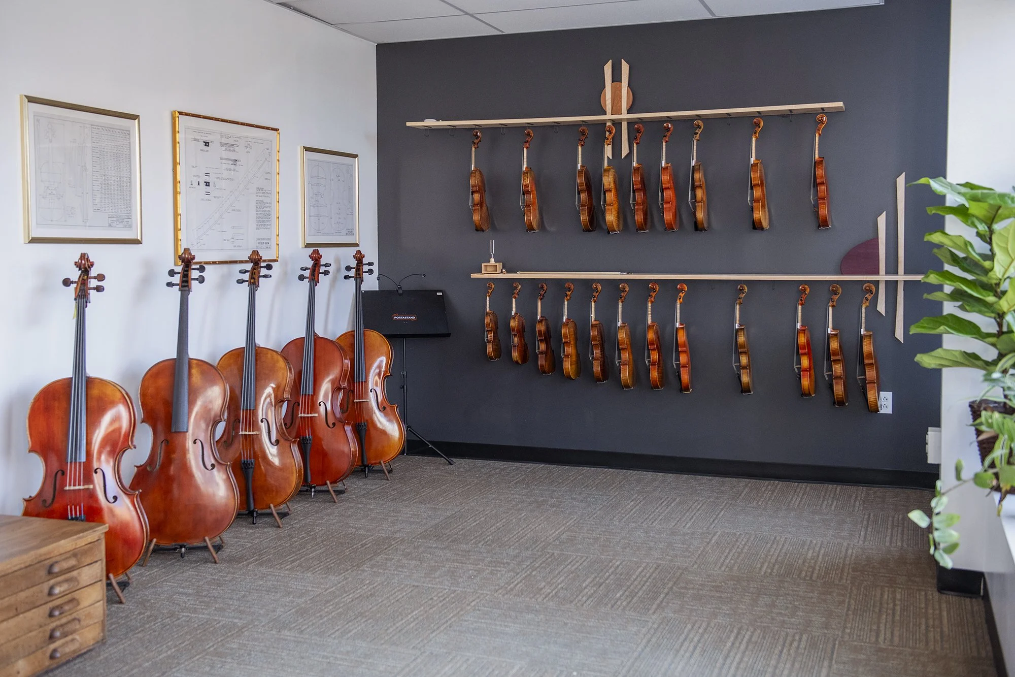 A music room with a gray wall featuring a row of violins hanging from hooks, and several cellos resting on the floor. There are framed sheet music or musical diagrams on the white wall, and a small wooden table with drawers on the left. A potted plant is visible on the right side.