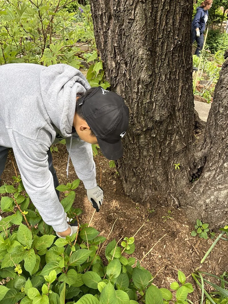 Student gardening