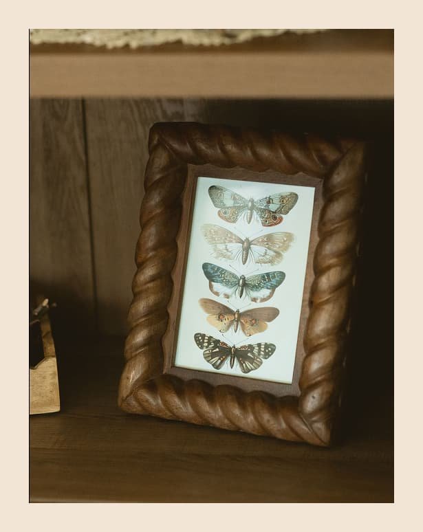 Framed butterfly collection displayed in The Haven's therapy office