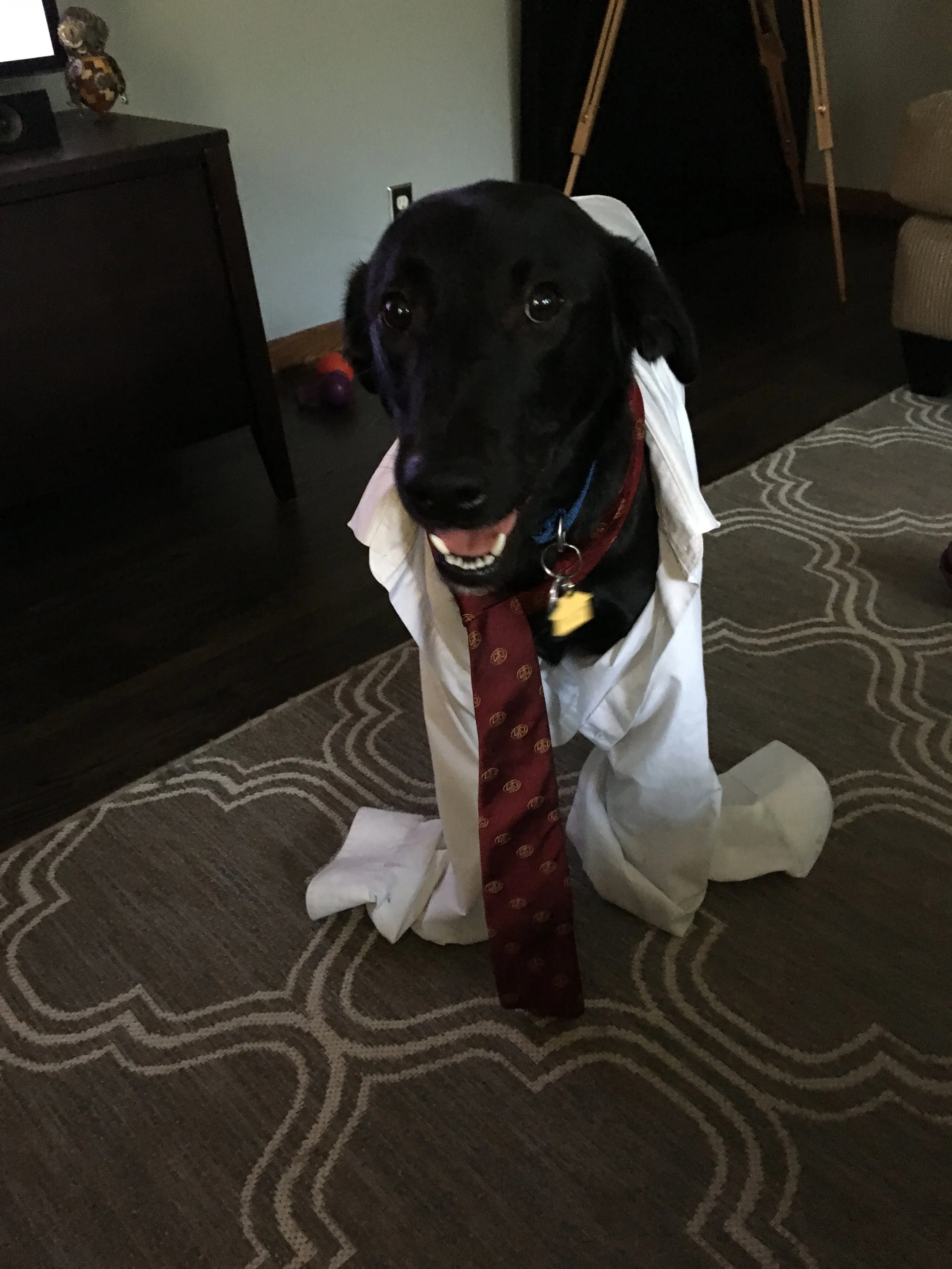 A Tribute to Our Furry Companions