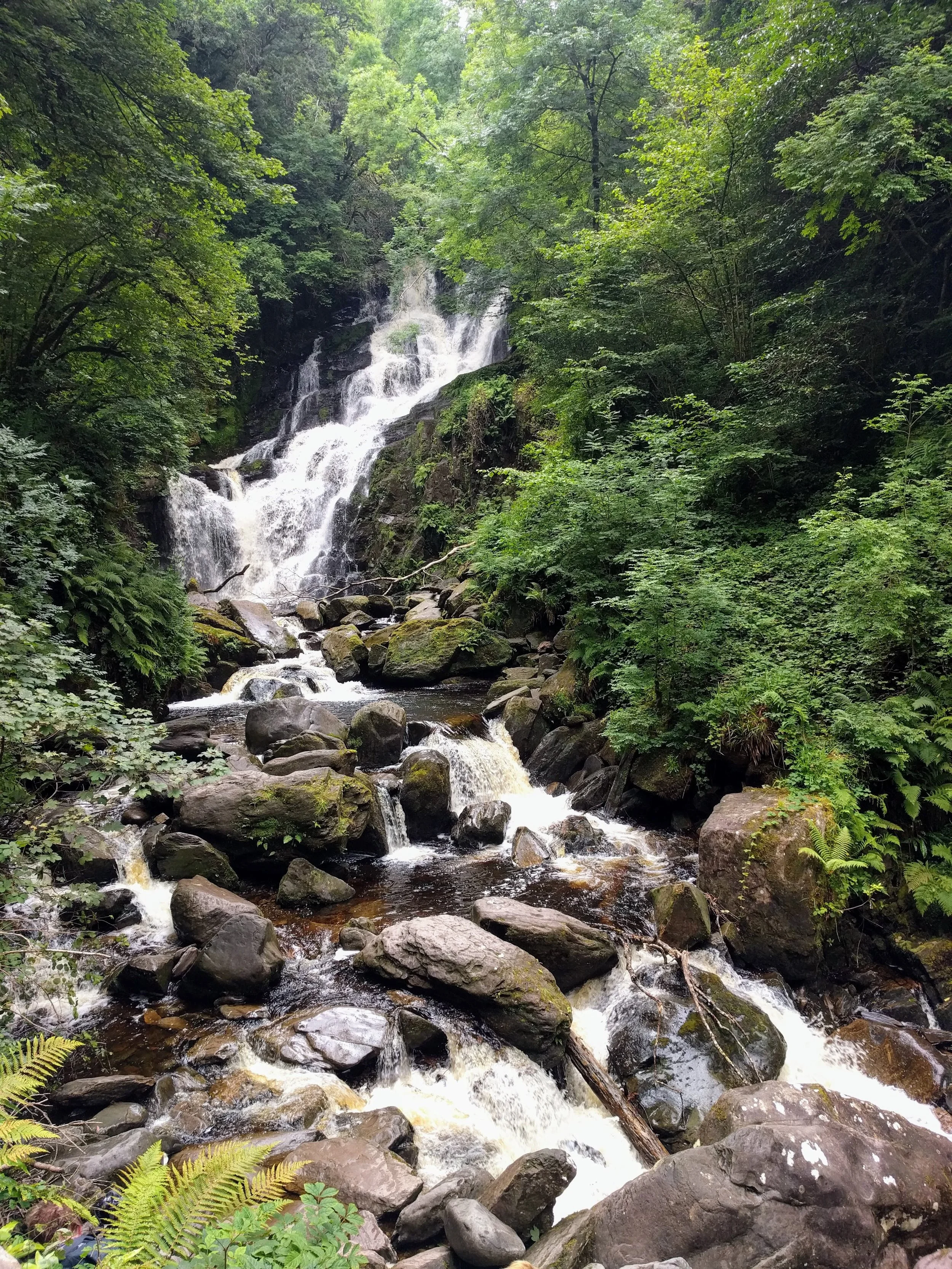 A cascading waterfall flowing over rocks surrounded by lush green trees and foliage in a forest.
