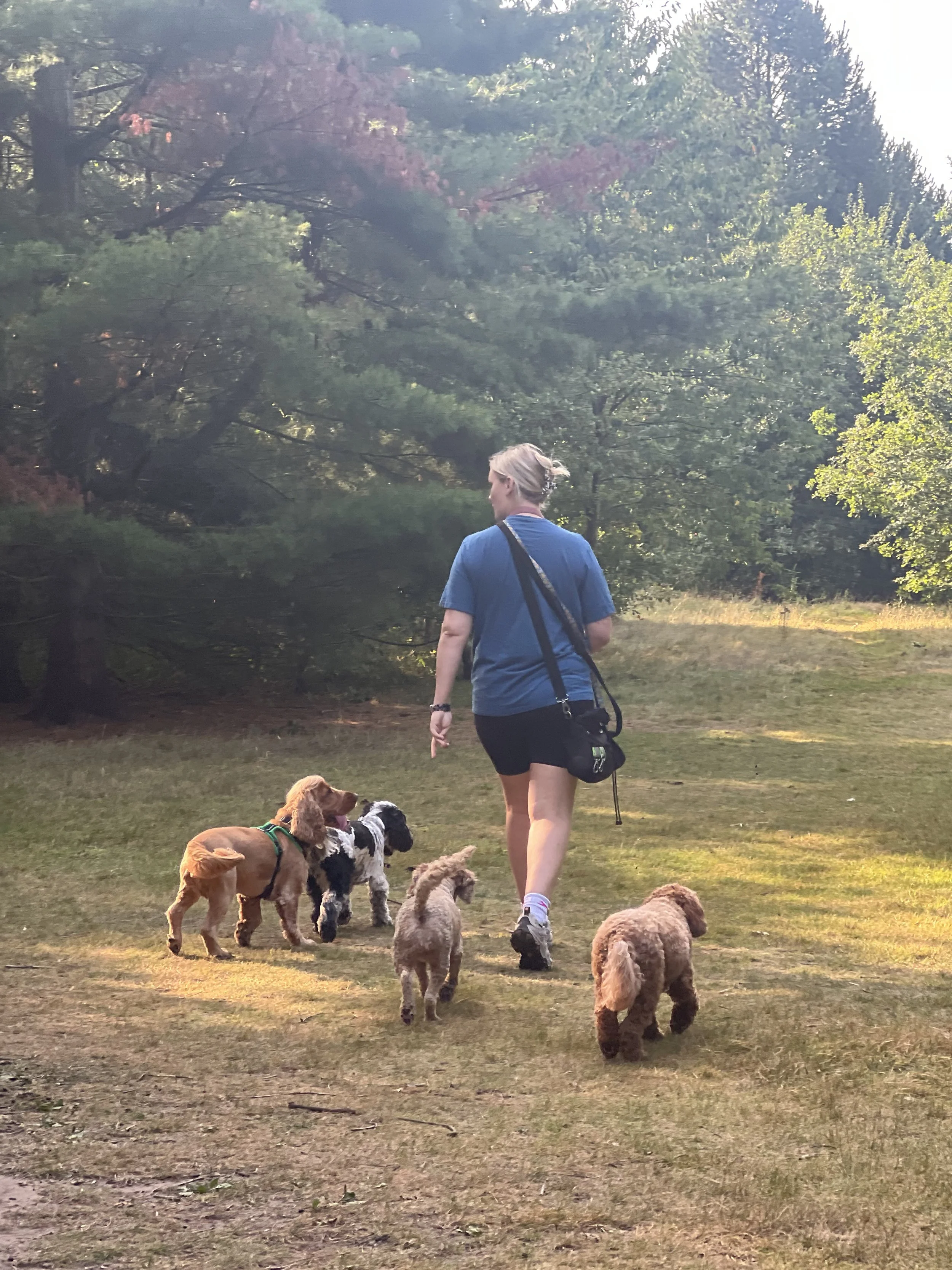 A woman in a blue shirt and black shorts walking with several dogs in a park with trees in the background.