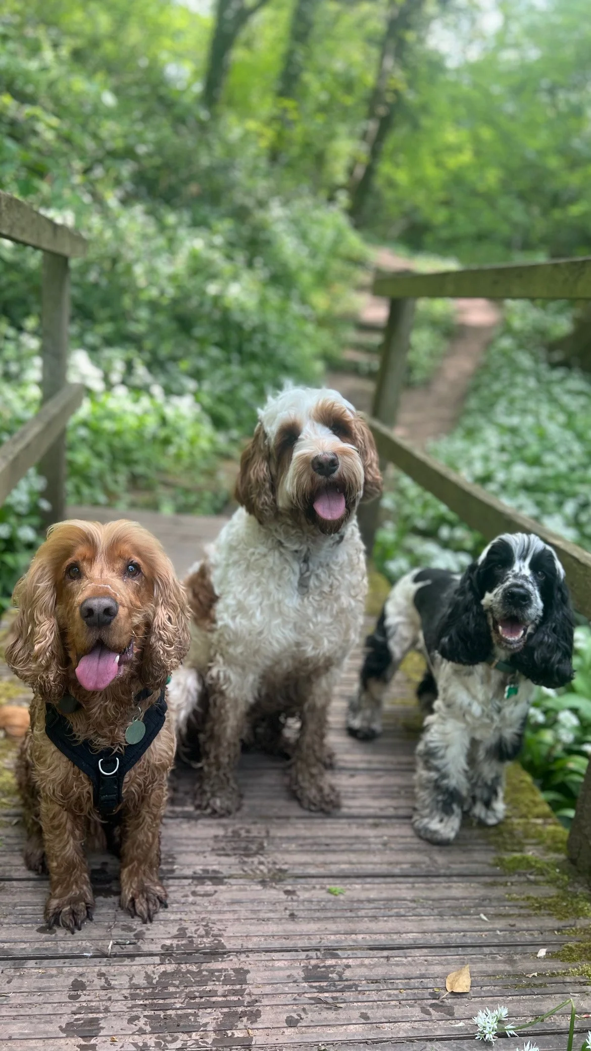 Three dogs standing on a wooden bridge surrounded by green foliage in a forest.