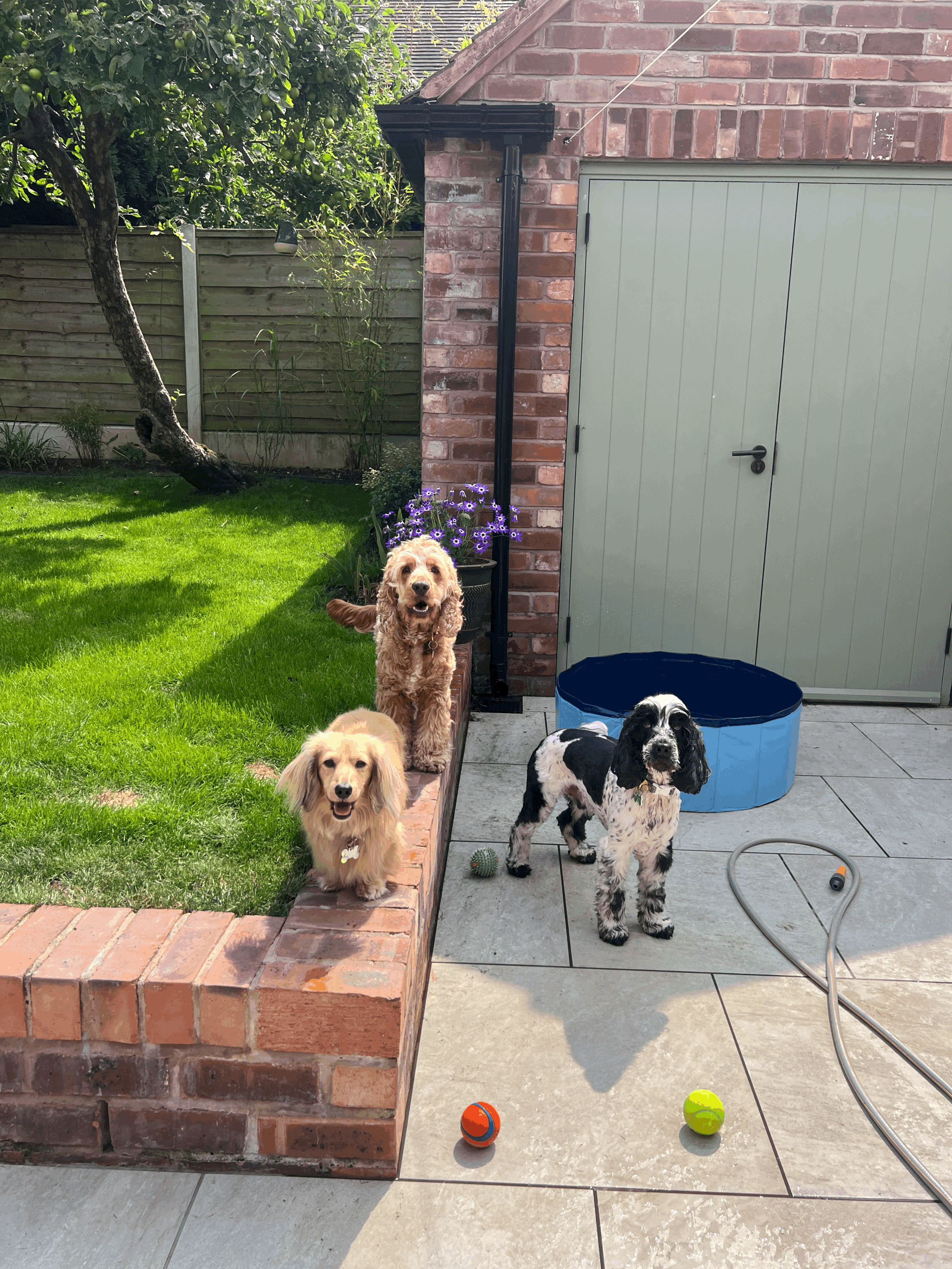 Four dogs on a patio with a brick wall, green door, and garden. Two tennis balls and a rubber ball are on the ground, and a garden hose is nearby.