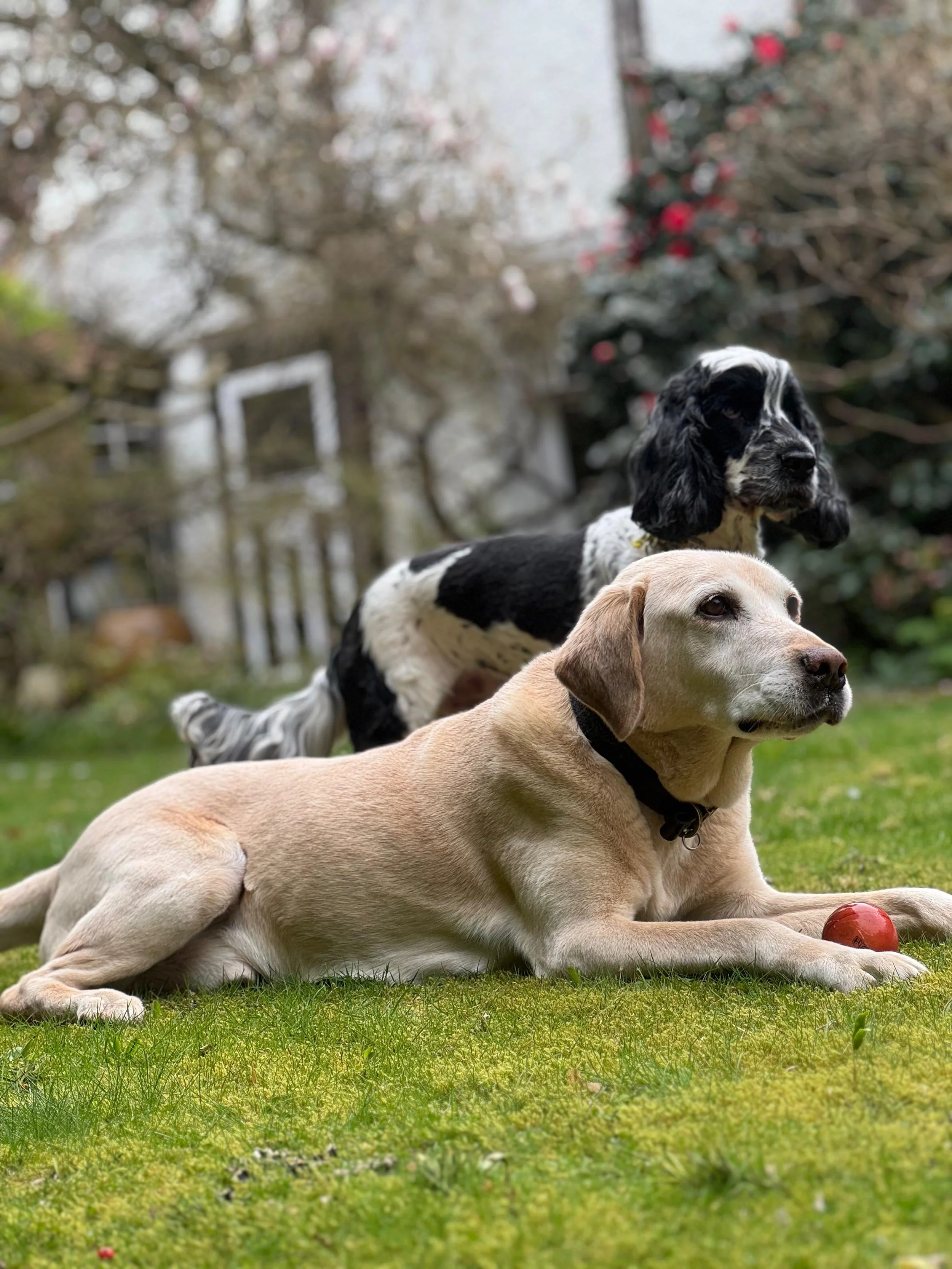 Two dogs, one tan and one black and white, lying on grass in a yard with a red ball nearby. The background features trees and shrubs, some with pink flowers.
