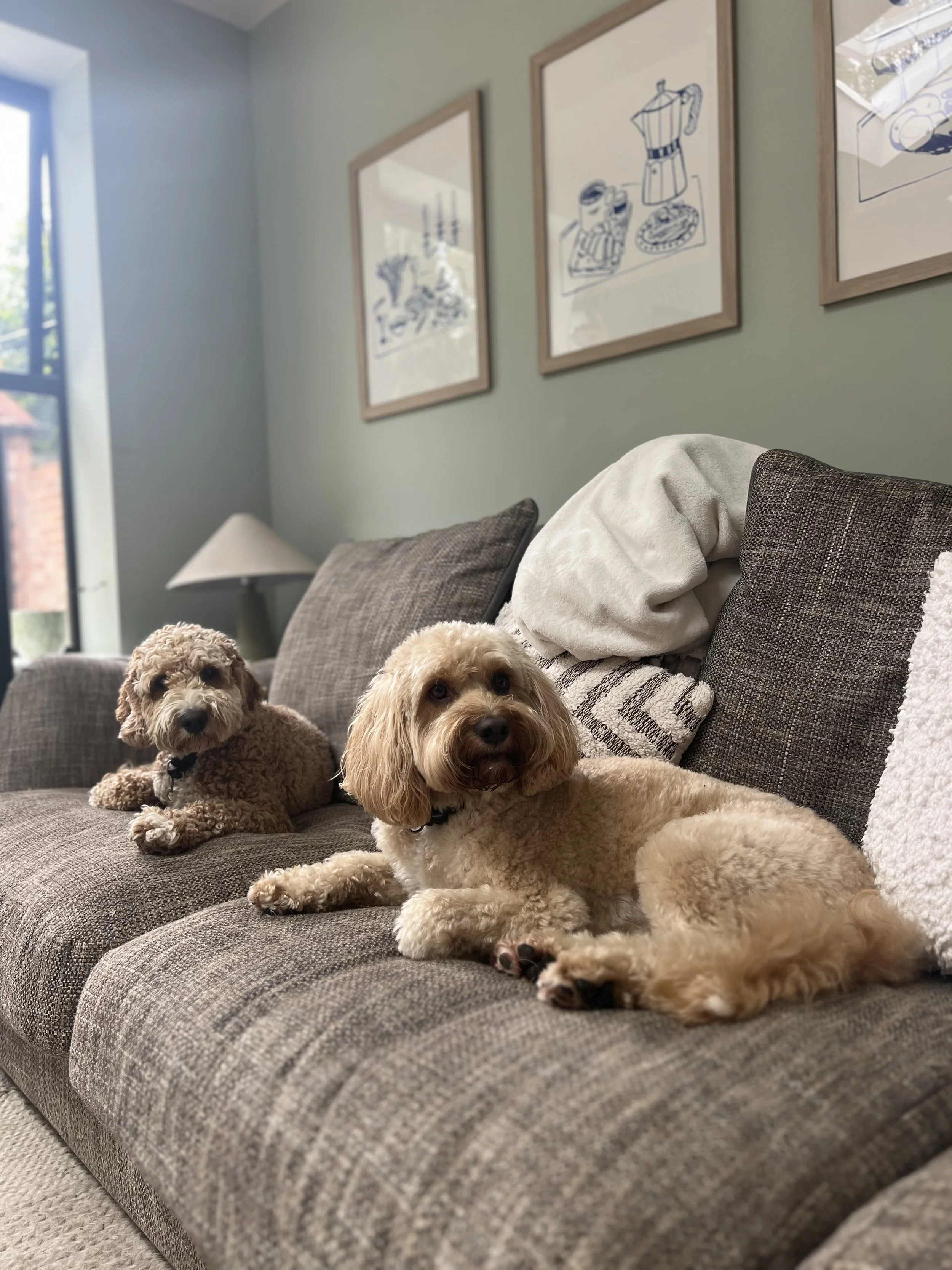 Two dogs lying on a gray patterned couch in a living room, with framed artwork on the light green wall in the background and a table lamp.