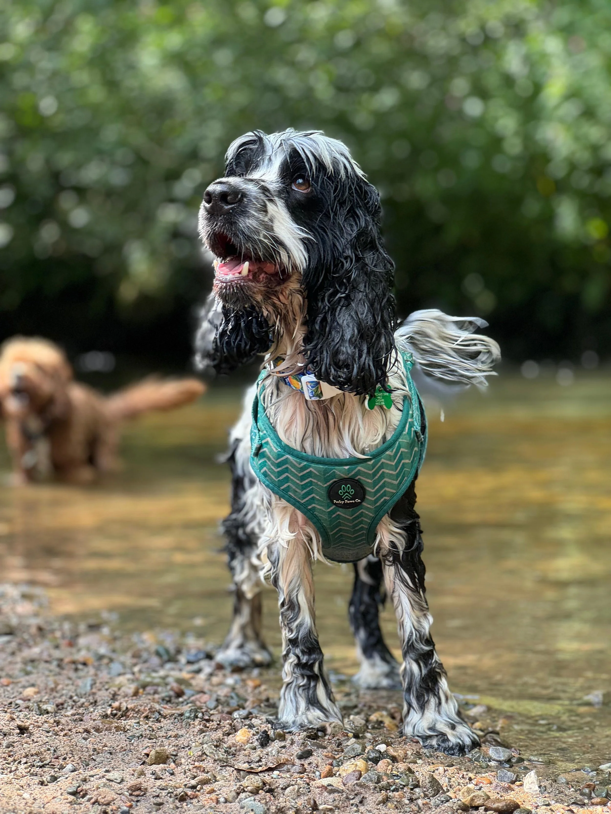A black and white Springer Spaniel standing in water on a rocky shore with greenery in the background, wearing a teal harness.