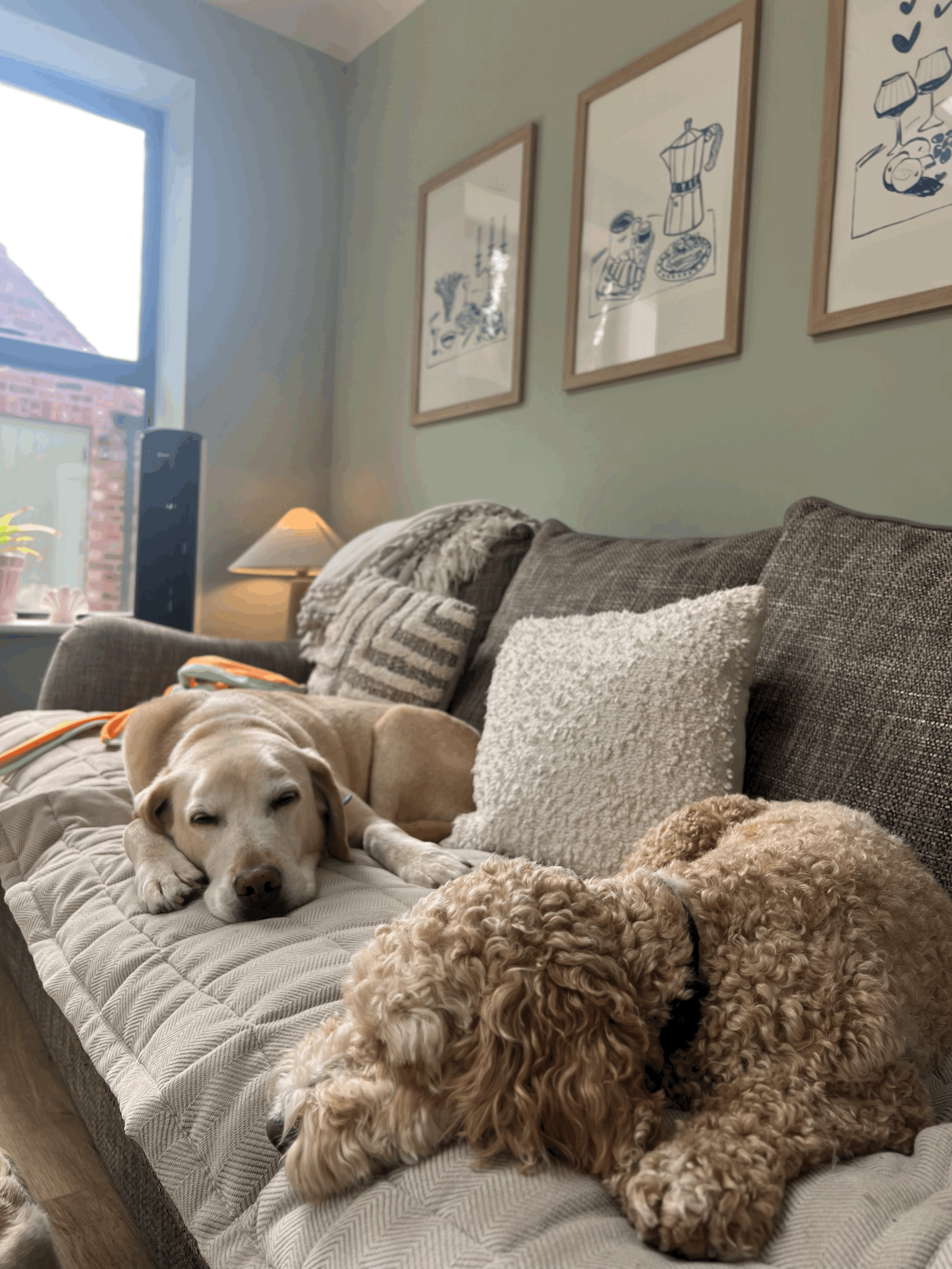 A beige Labrador retriever laying on a quilted beige sofa with a slightly darker beige curly-haired dog resting on the sofa. There is a wall with three framed line art drawings, a window with sunlight, and a lit table lamp in the background.