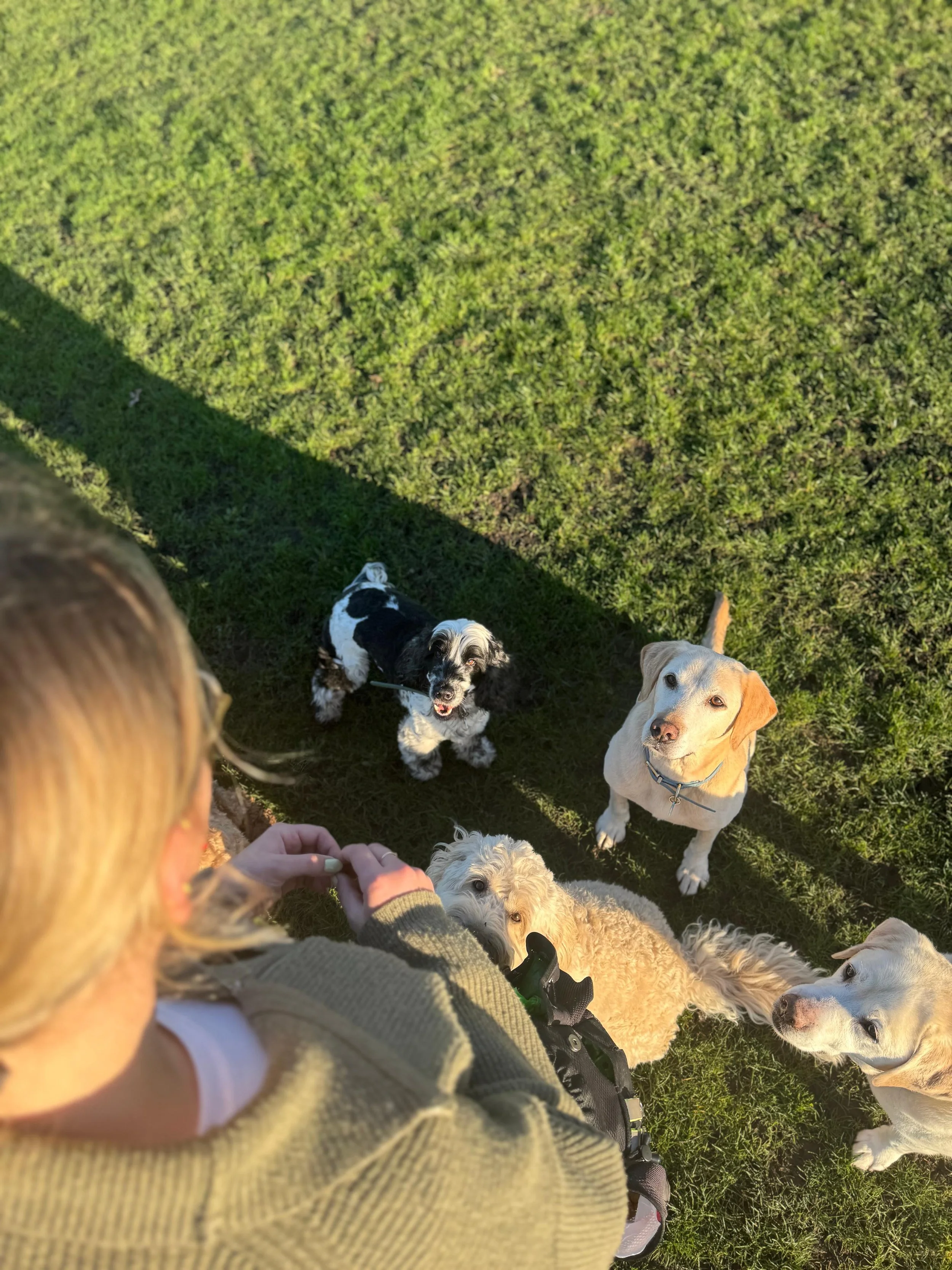 A person with blonde hair and a green jacket, seen from behind, surrounded by multiple dogs on grassy ground. Dogs include a black-and-white one looking up, a white one with a leash, a beige one with droopy ears, and a light-colored curly-haired dog.