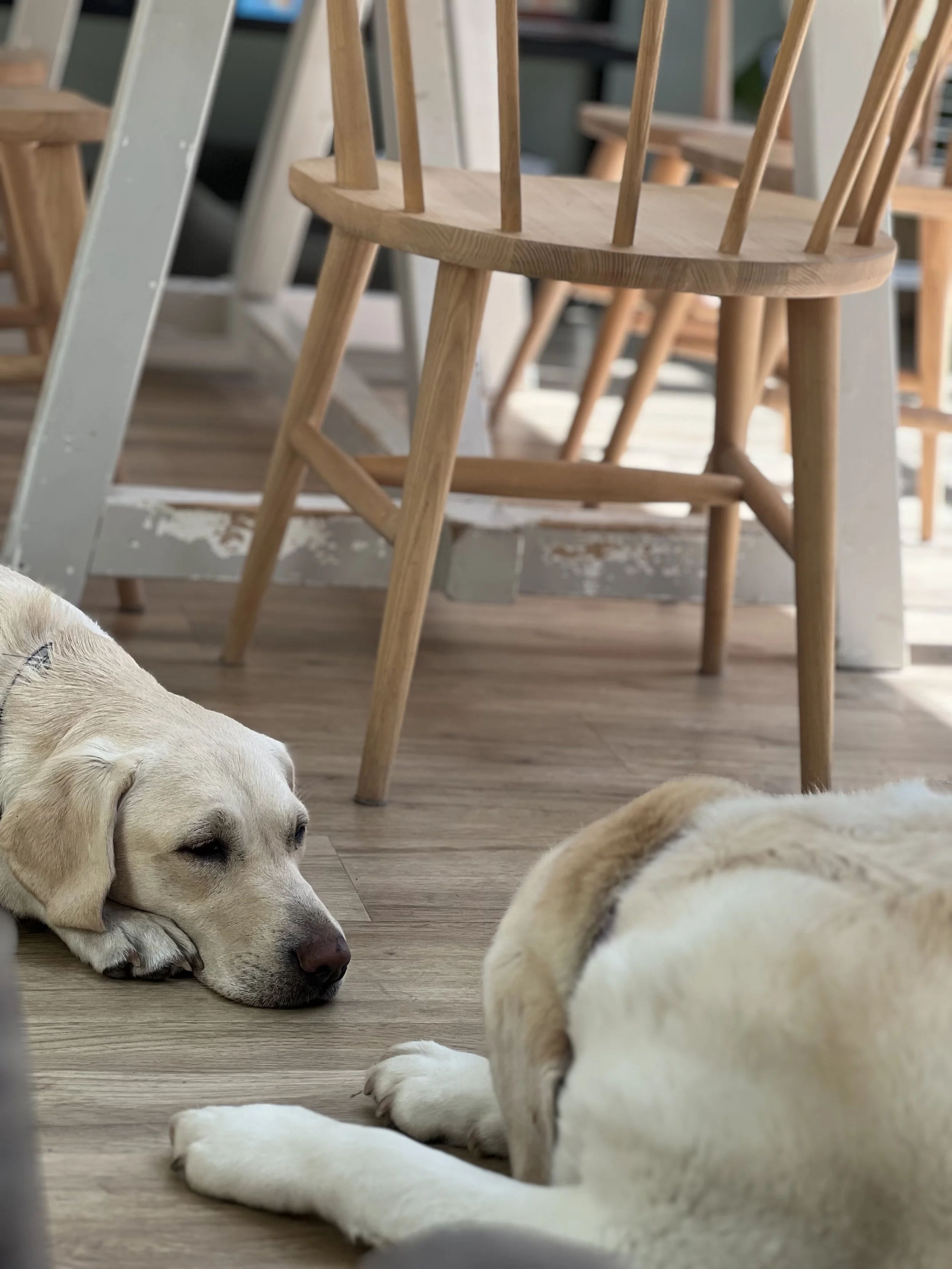 Two yellow Labrador puppies lying on a wooden floor indoors, resting with their eyes closed near wooden chairs.