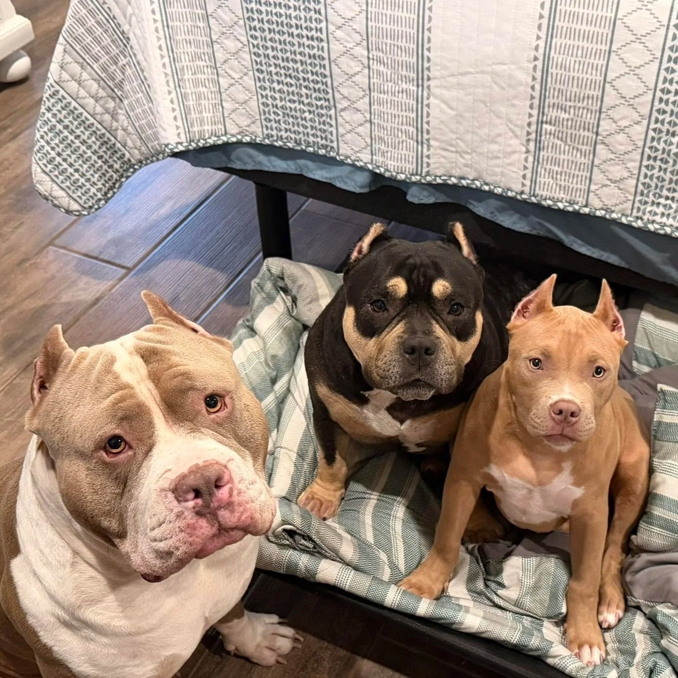 Three dogs sitting on the floor, with two laying on a dog bed and one standing nearby, in a room with hardwood flooring, under a table with a patterned tablecloth.