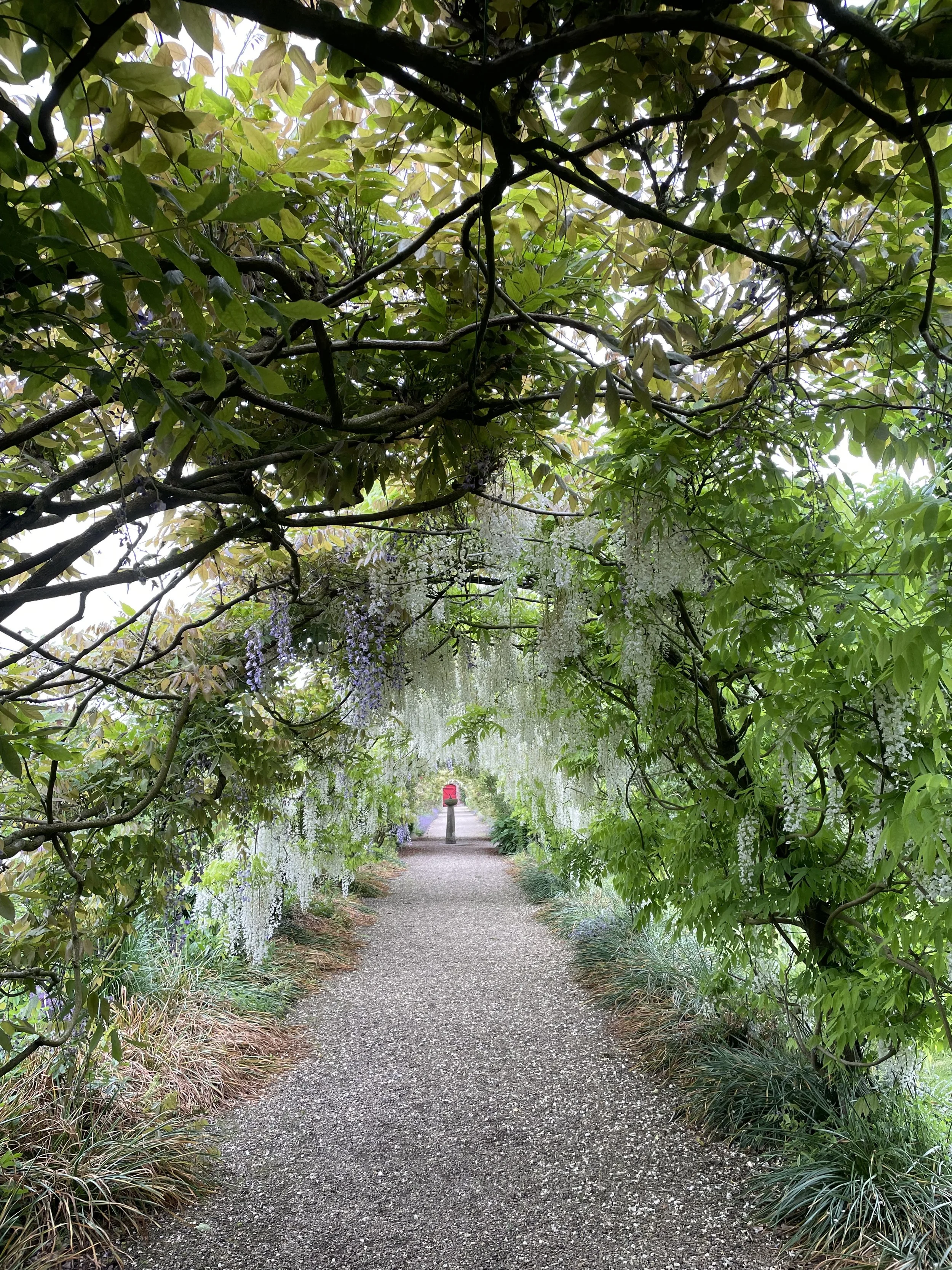 A garden pathway under a canopy of green and purple foliage, with hanging white and purple flowers and a mailbox at the end of the path.