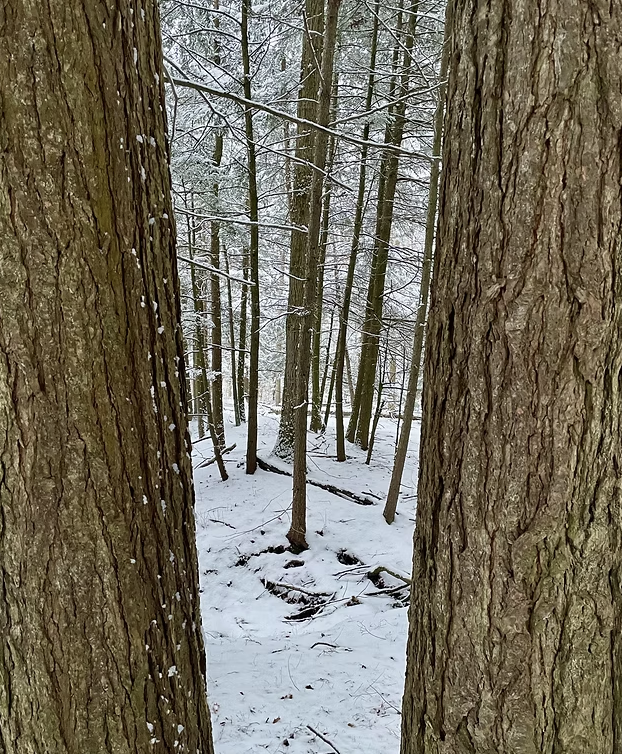 Two Hemlocks and a Worldview