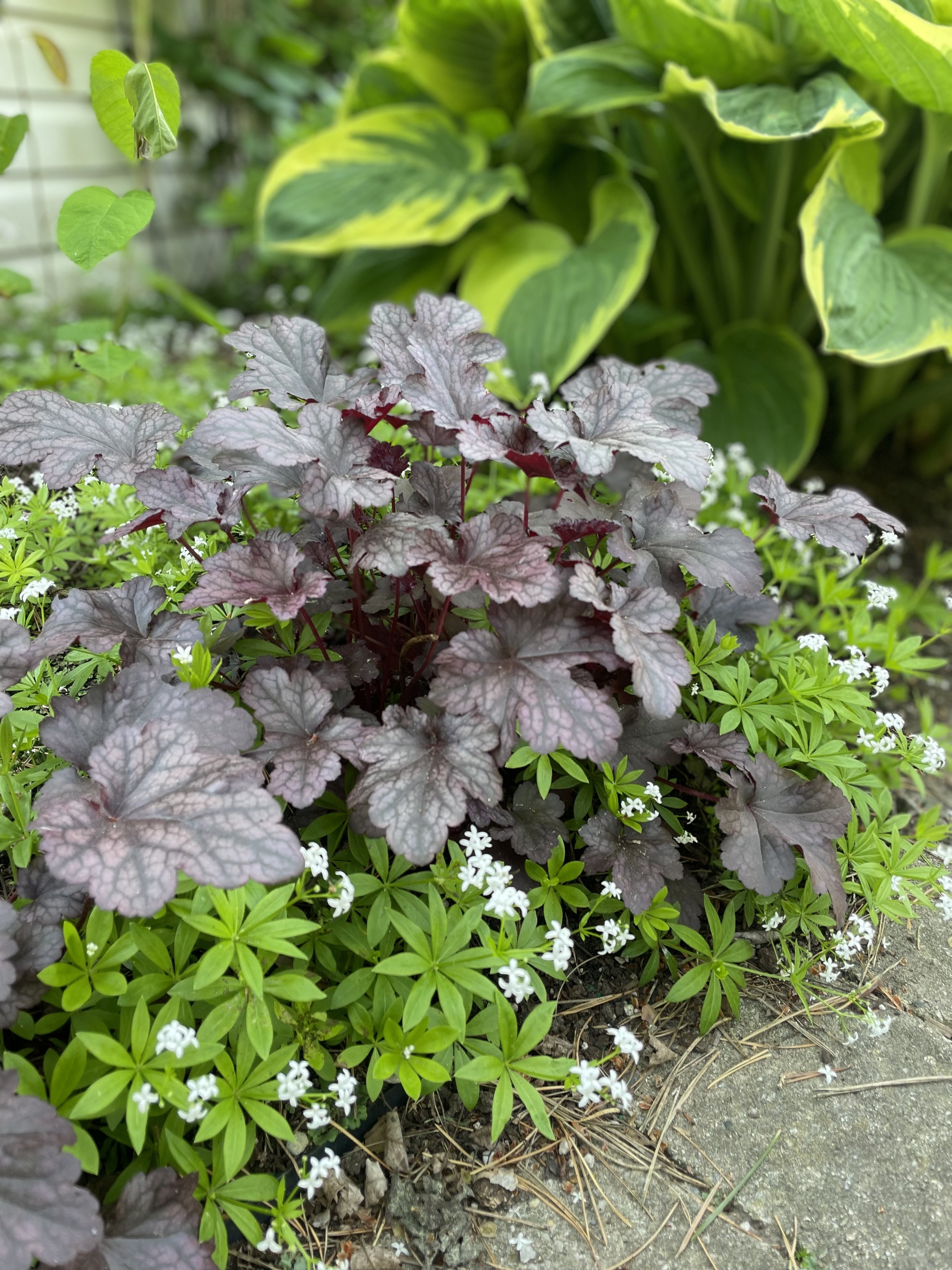 Various green plants, including purple leaves, small white flowers, and larger green leaves, growing along a stone path.