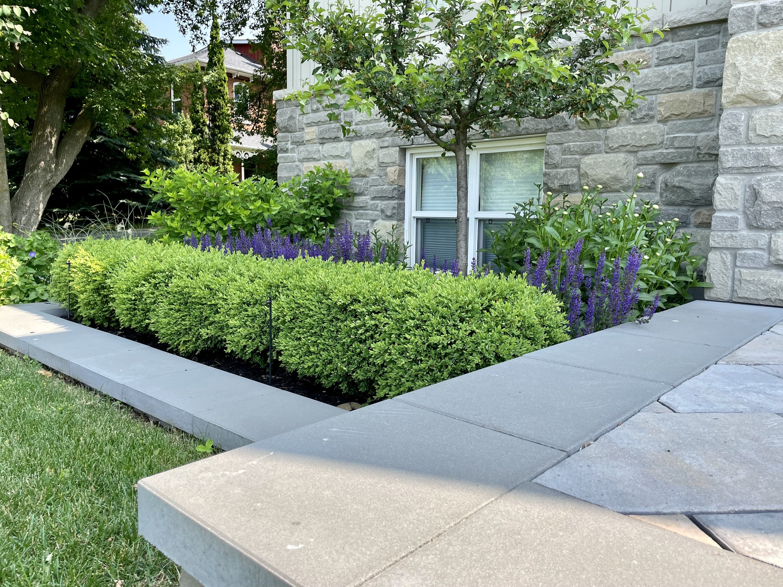 A front yard garden with various plants and flowers, enclosed by a short stone wall. There is a tree with green leaves next to a window on a stone house, and purple and green shrubs in the foreground. A sidewalk runs along the garden edge.