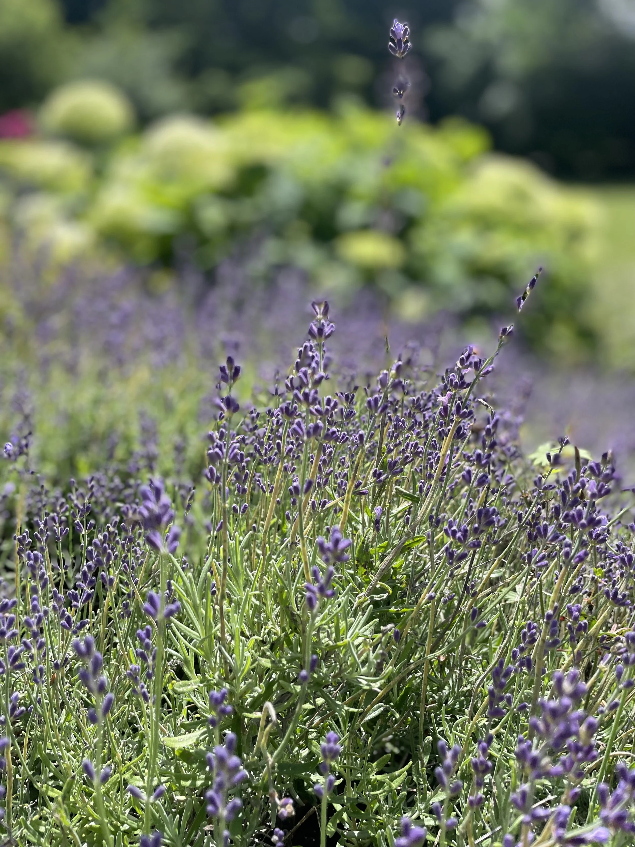 Close-up of purple lavender flowers in a garden with green foliage in the background.