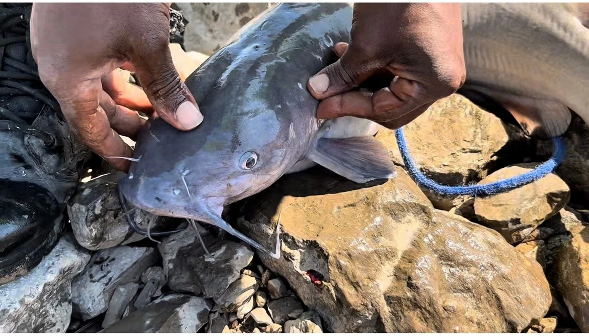 Two hands holding a large catfish on rocky ground.