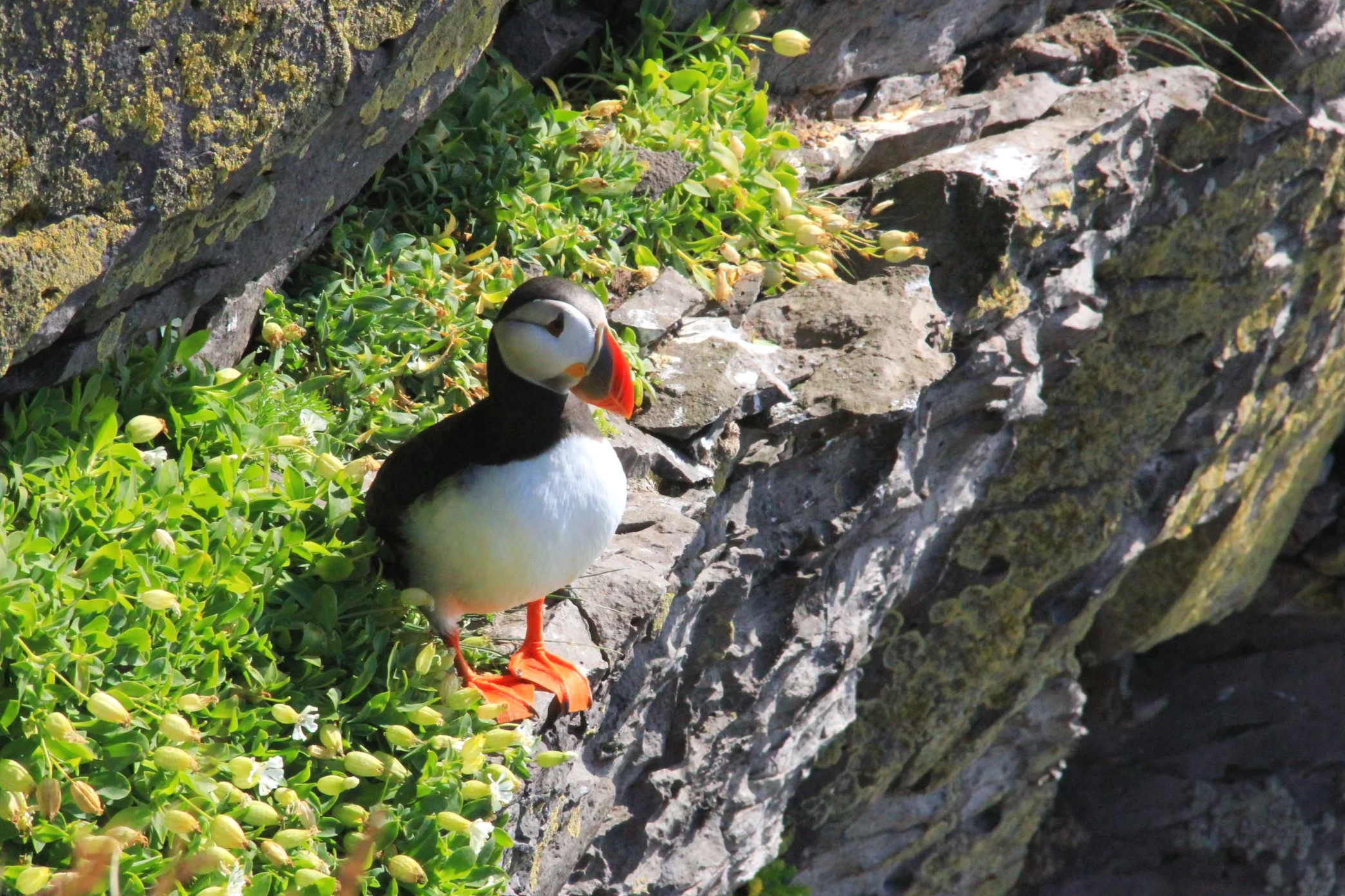 puffin
