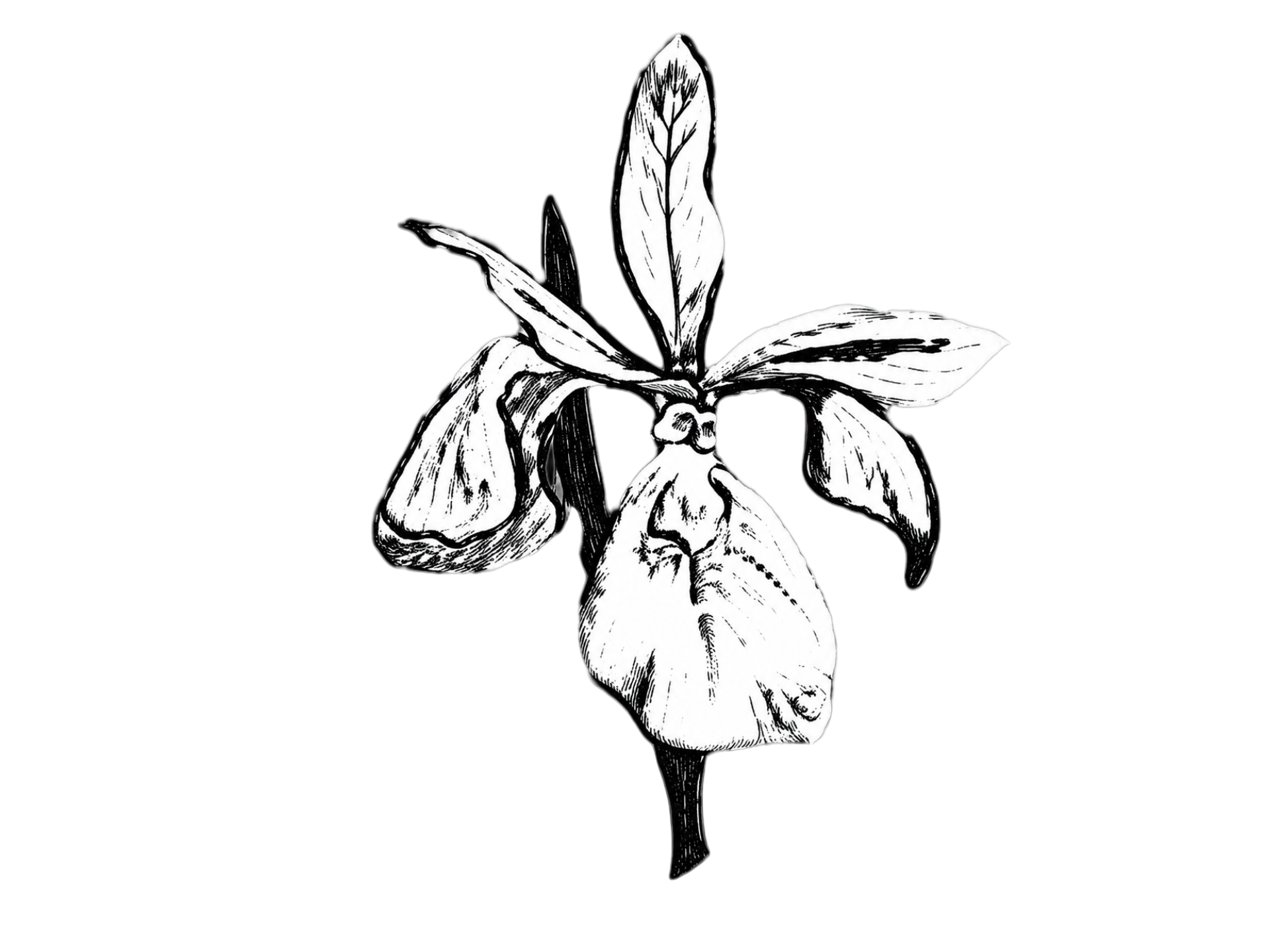 Black and white illustration of an iris flower with three large petals and three smaller petals.