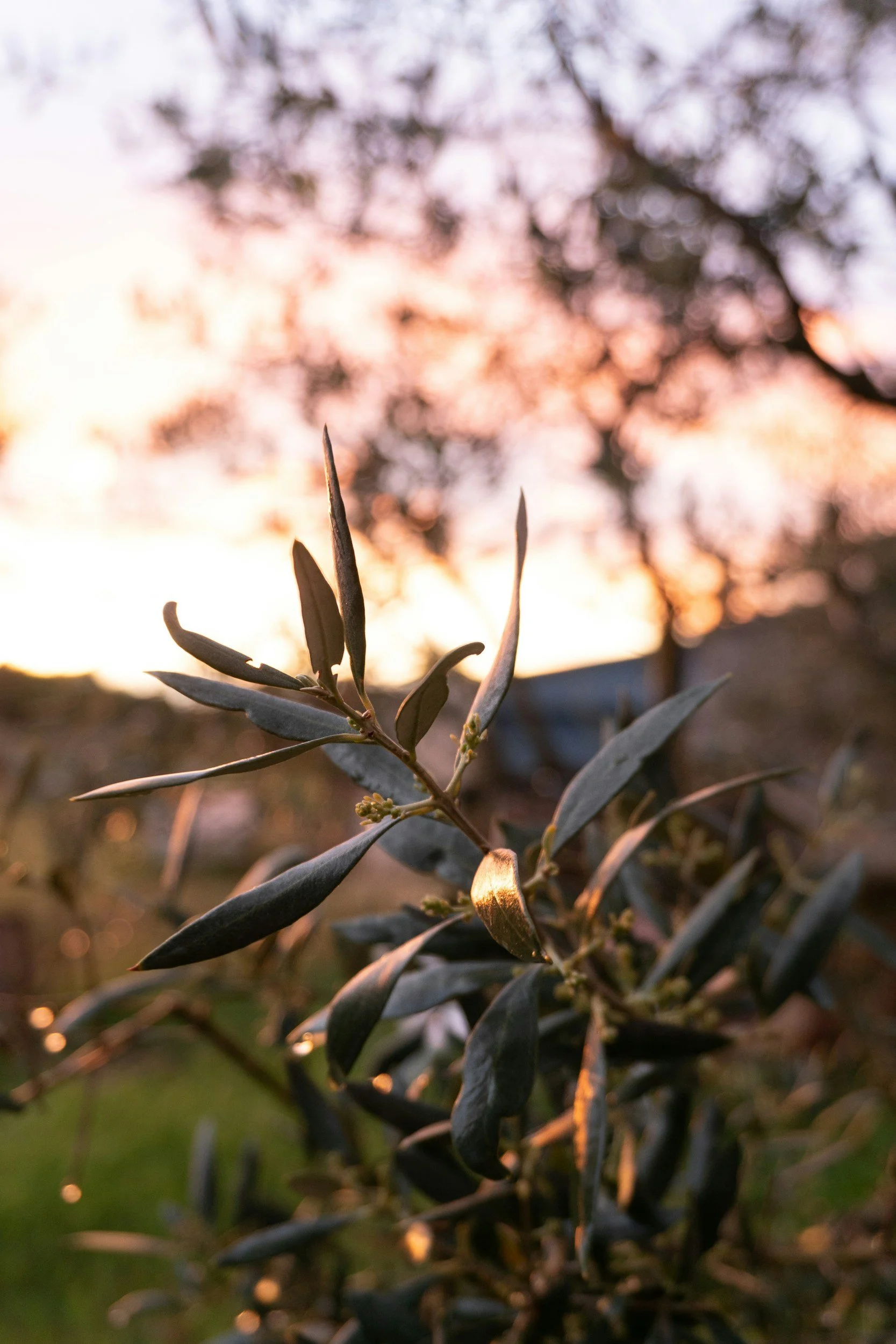 Branches d’olivier au coucher du soleil dans les Alpilles