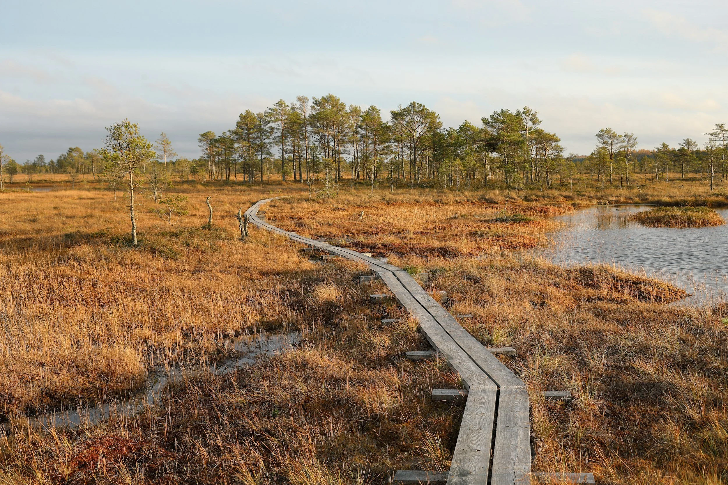 A wooden boardwalk winding through a flat wetland area with tall grasses and small trees, and a pond on the right side. In the background, there is a line of taller trees and a partly cloudy sky.