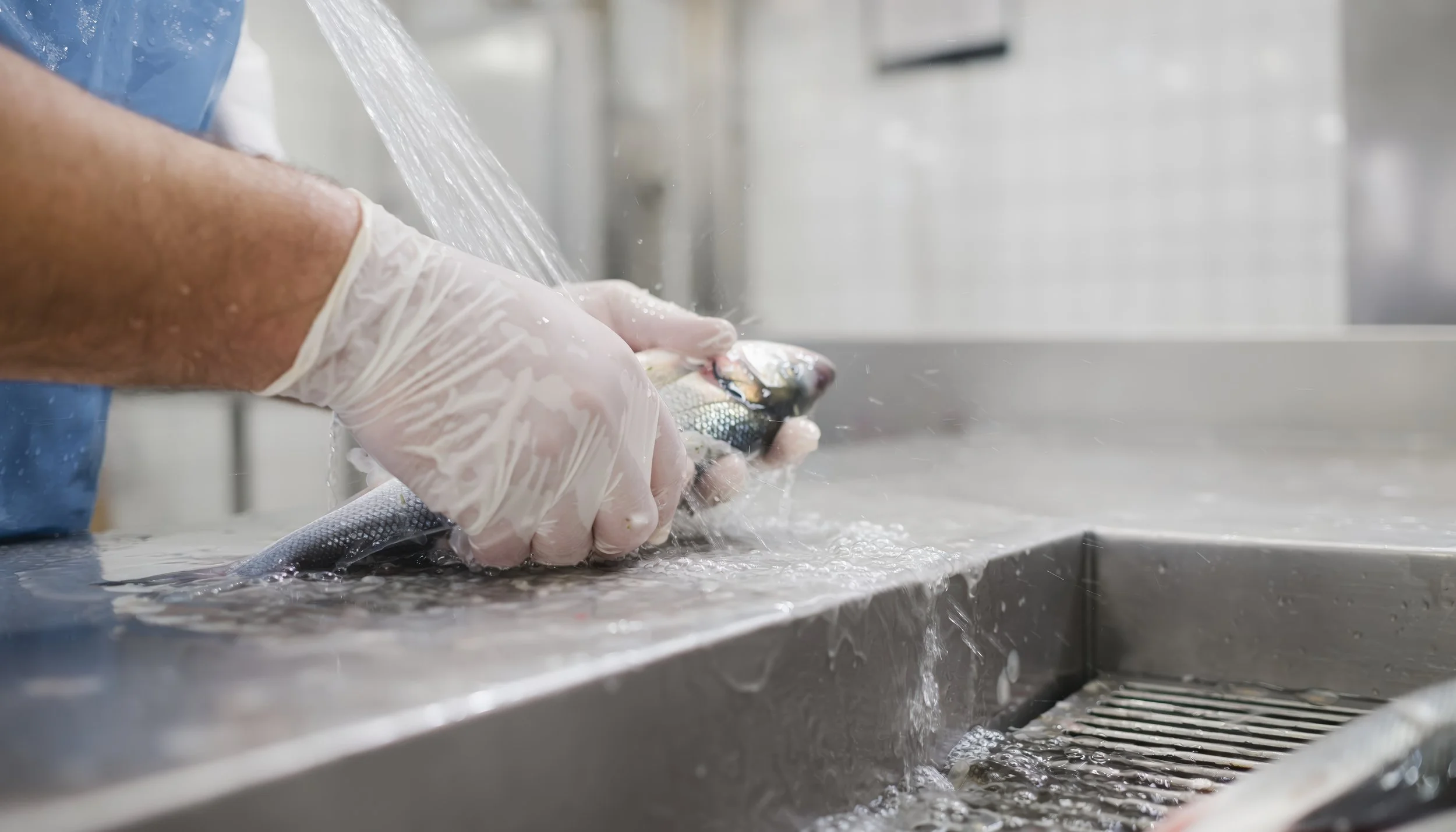 Person wearing gloves cleaning fish under running water in a stainless steel sink.
