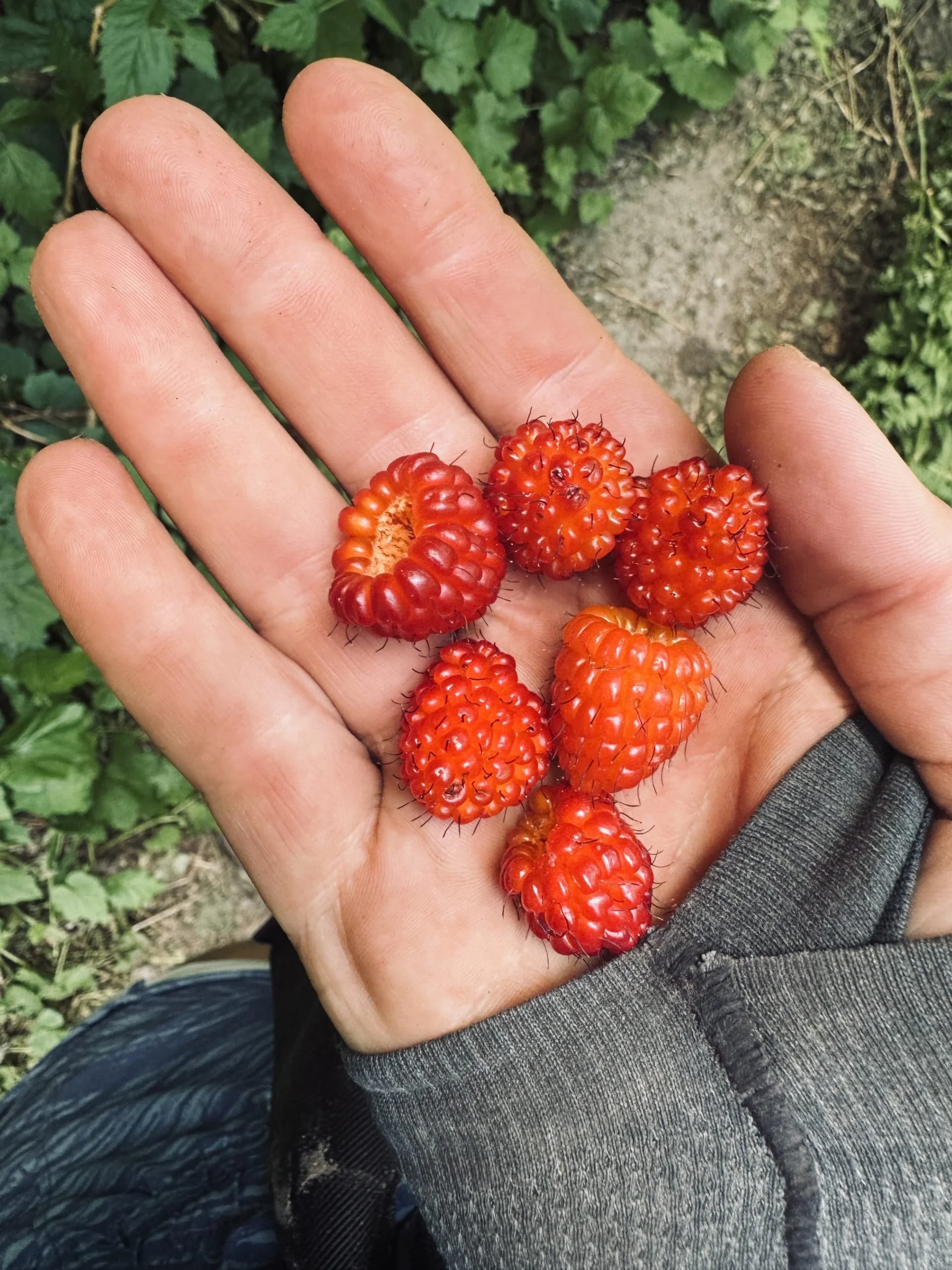 Salmon Berries