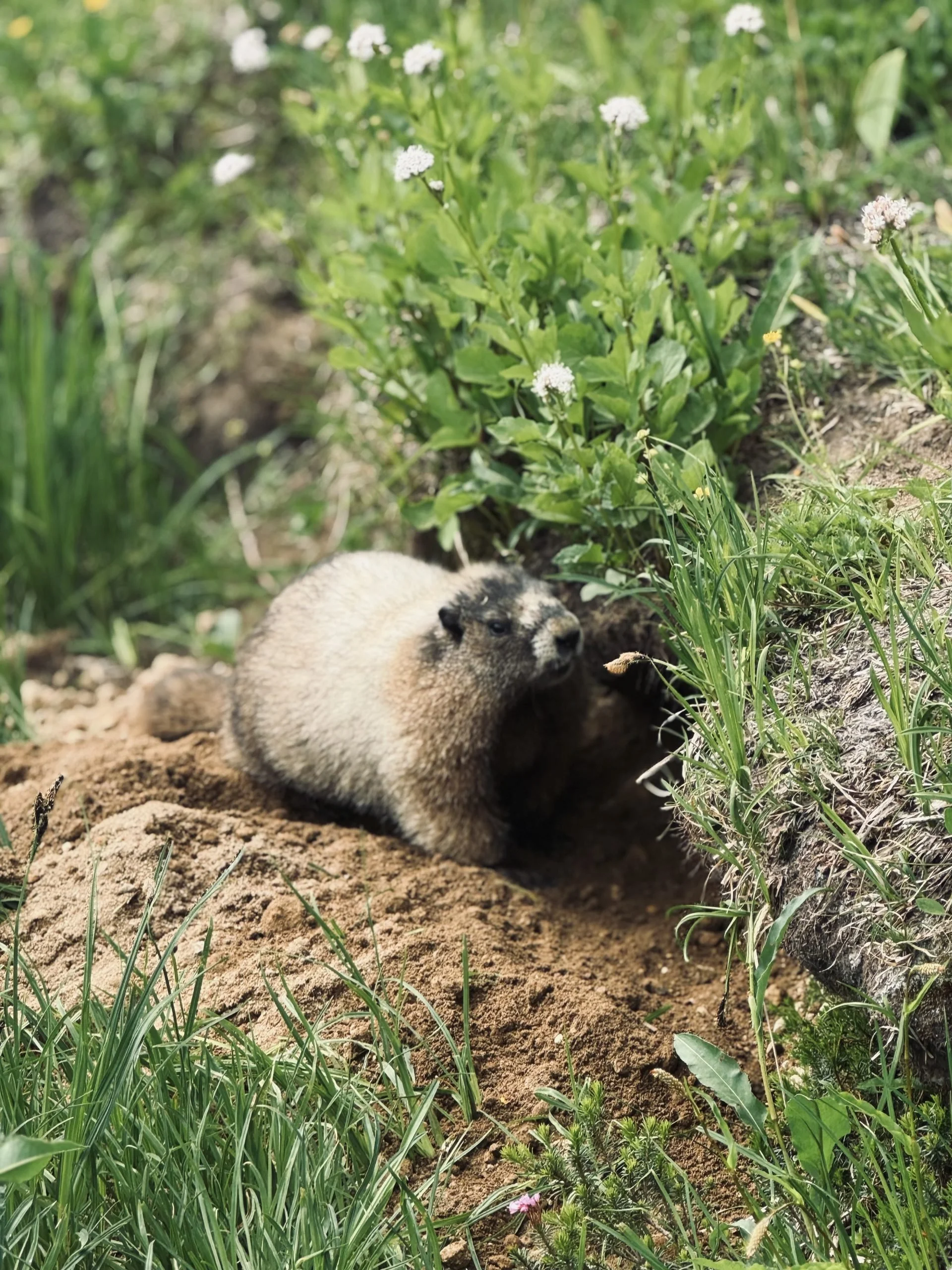 Chubby Marmot Friend