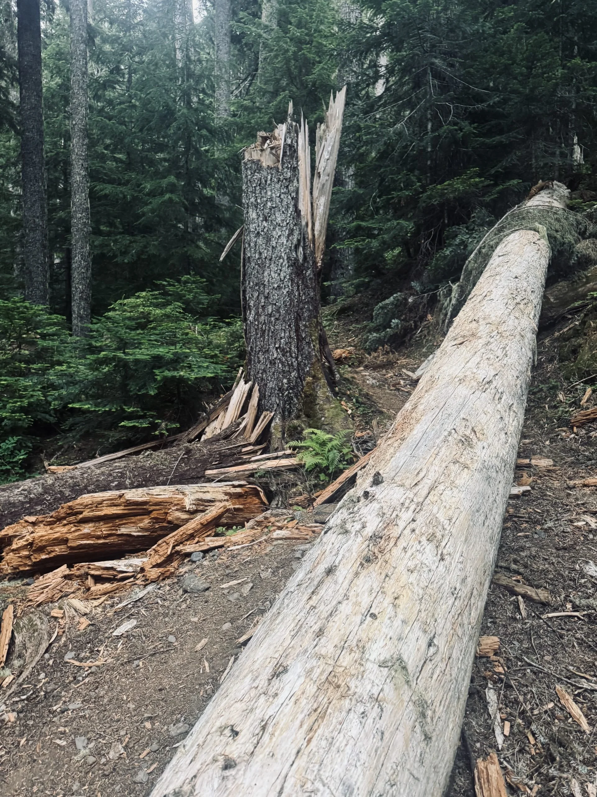 Blowdown City - Section K