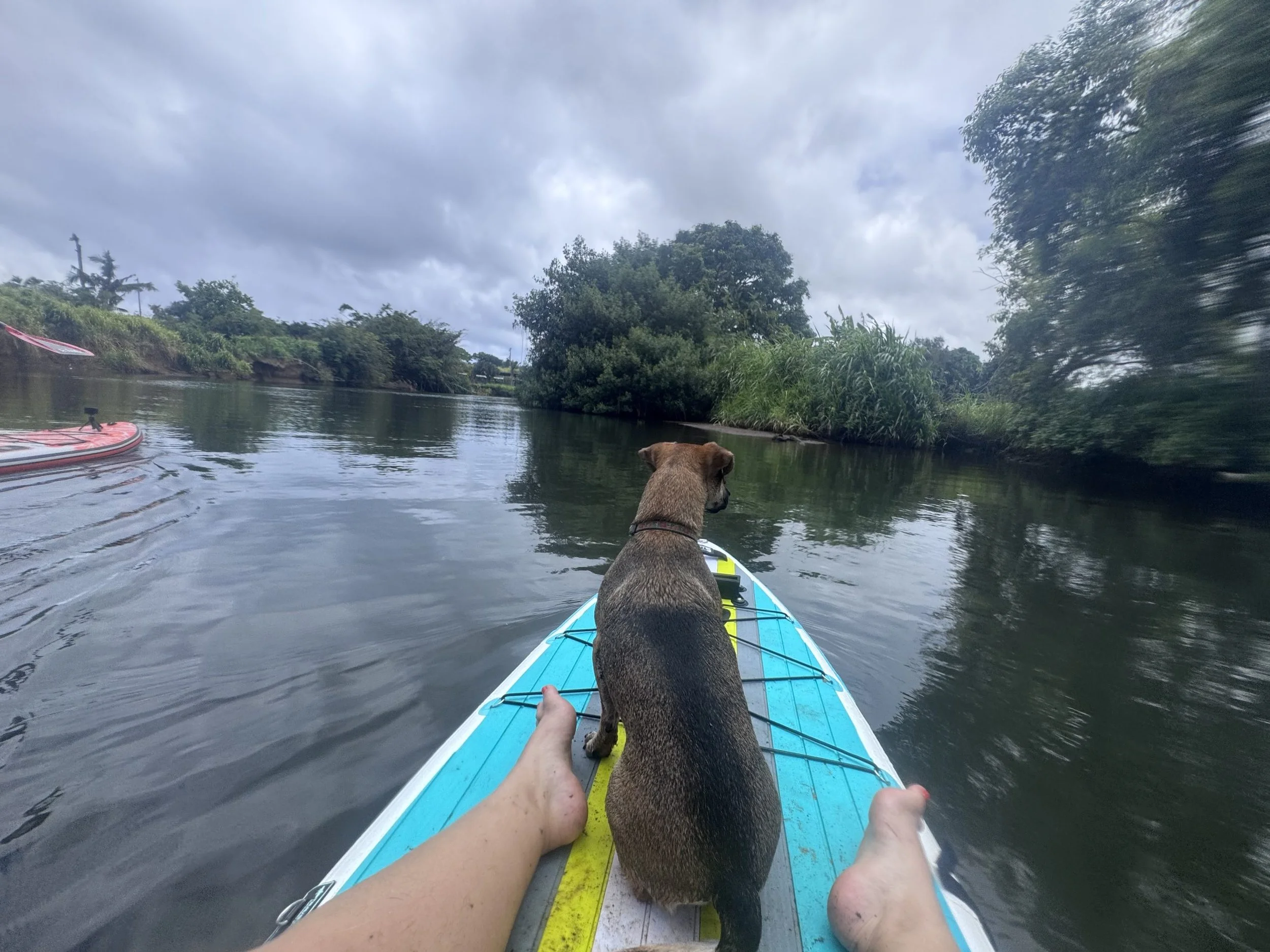 Paddleboarding in Hale'iwa