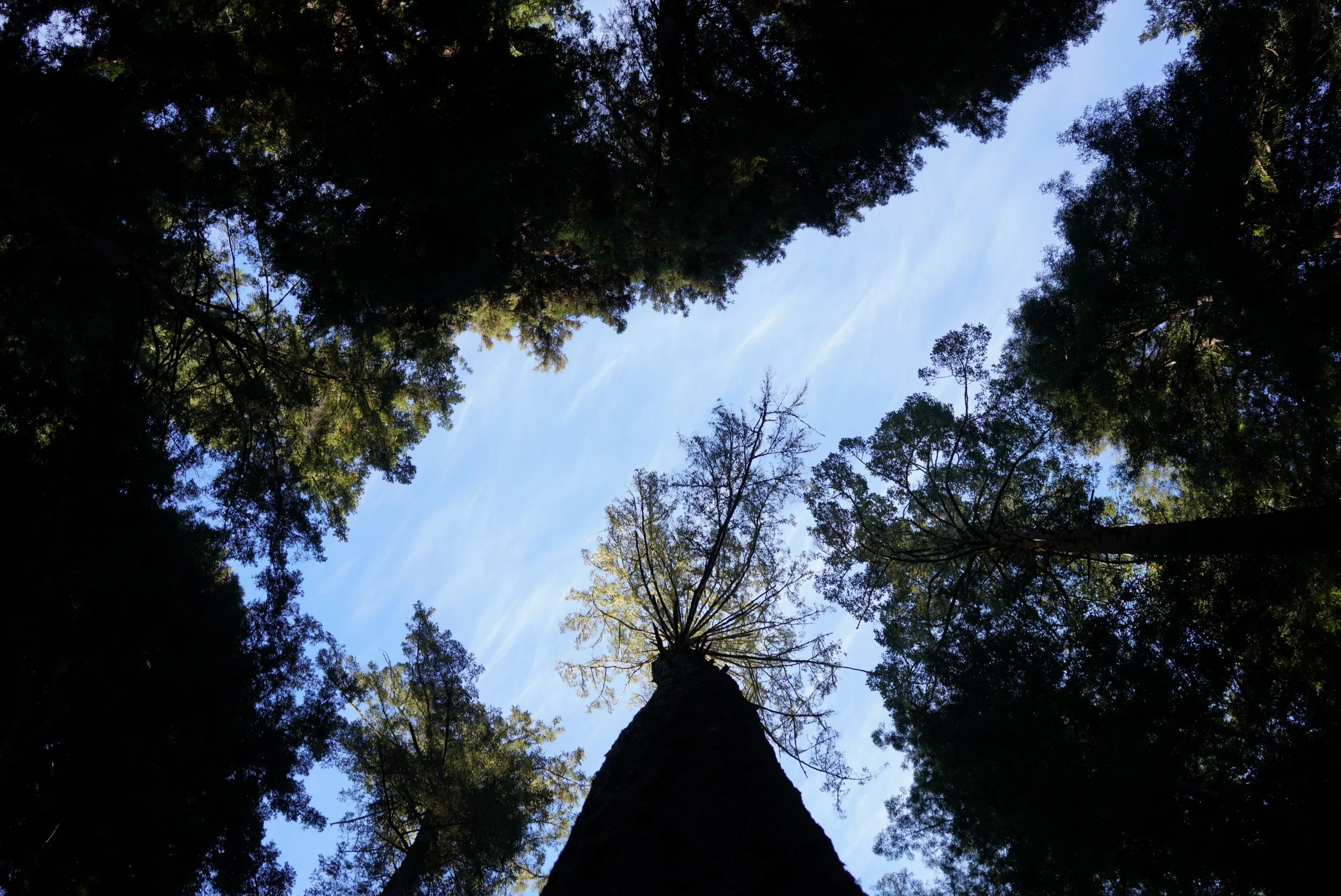 The redwoods caught my eye this weekend with the beautiful morning sunshine peeping through. The nights are getting colder but the days are still as amazing as ever. 

Kona has been loving her adventures and walks with me through the mountains. As of